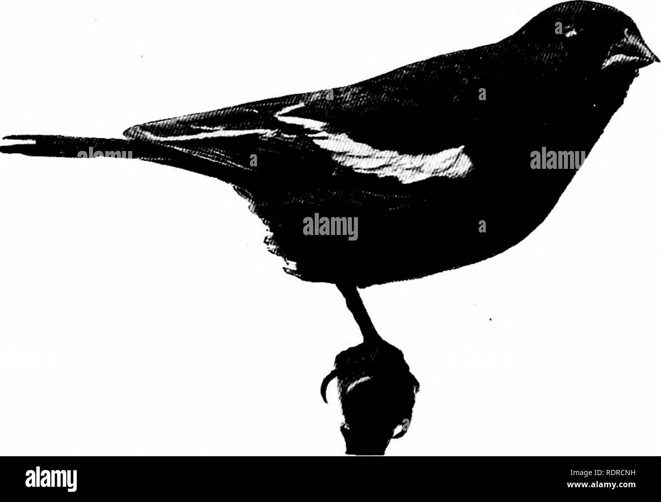 . Gli uccelli di New York. Gli uccelli. 336 Museo Statale di New York. La distribuzione. Questa specie varia da Kansas di Saskatchewan e inverni a sud del Texas e nel New Mexico, Bassa California e Messico è di accidentale verificarsi in Atlantico membri e ad ovest delle montagne rocciose. Due New York esemplari sono stati presi i primi a Montauk Point, Sep- tember 4, 1888 (Evans, Auk, 6: 192); la seconda è stata riportata da Arthur H. Helme dal luogo dei mugnai, Long Island, 11 settembre 1896. Famiglia TA.XAGRJDA.E Tanagers Bill turgidi, più o meno intagliate in prossimità della punta, il tagliente dentato o leggermente d Foto Stock