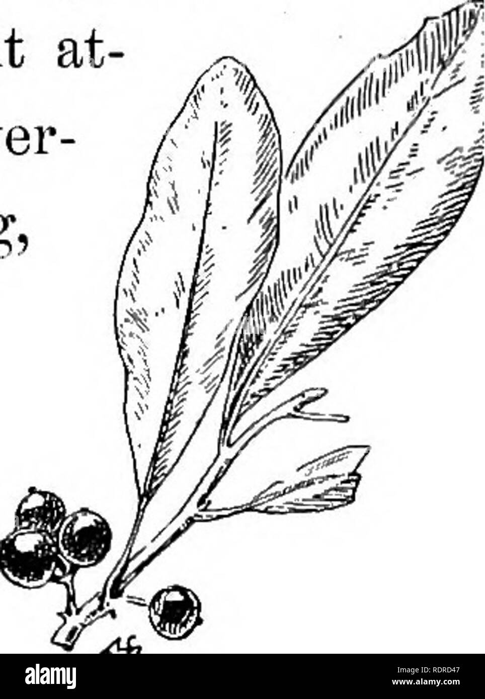 . Conosce gli alberi e le loro foglie . Alberi. I tigli, ecc. 49. vicino a grana fine e duro. Le foglie sono comunemente usati per la decorazione del tempo di Natale. Dahoon Holly. '^^® Dahoon agrifoglio è un piccolo albero Dahoon Em. (Frequentemente appare in forma di arbusti, Ilex Cassine, , ^/J?J_^•^ i ' i non oltre dieci leet alta) wmch cresce in pine barrens o paludi della Virginia e da lì verso sud; raramente si in- tains una altezza di 9 metri. Il sempre verde foglia è di due o tre centimetri di lunghezza, con un margine di curling solo dentata alla fine; a volte non ha denti a tutti, e ciò che ci sono non possono essere chiamati spin Foto Stock