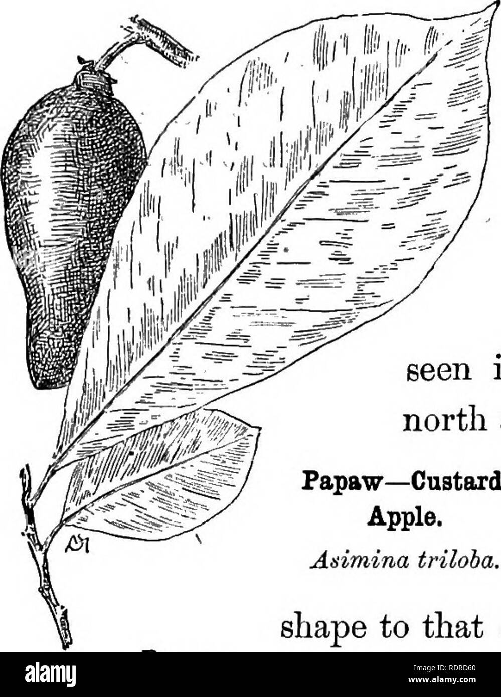 . Conosce gli alberi e le loro foglie . Alberi. Le magnolie, ecc. 29 profumato e fiorisce da maggio a giugno. La foglia, poco un piede lungo, è simile a quella dell'umbrel- la struttura ad albero, ma è cospicuamente a forma di cuore alla base. Questo albero è trovato da sud- Virginia occidentale verso sud ovest ;- ward si estende la valle del fiume Pearl, mis- sissippi ; e si vede nella coltivazione come lontano nord come New York City. Papaw-crema pasticcera la papaw o cus- Apple. tard apple, ha un Asimina triloba. ^ o • '1 foglia sunilar m forma a quella di Magnolia Umbrel- la, ed è un altro albero del sud che non un Foto Stock