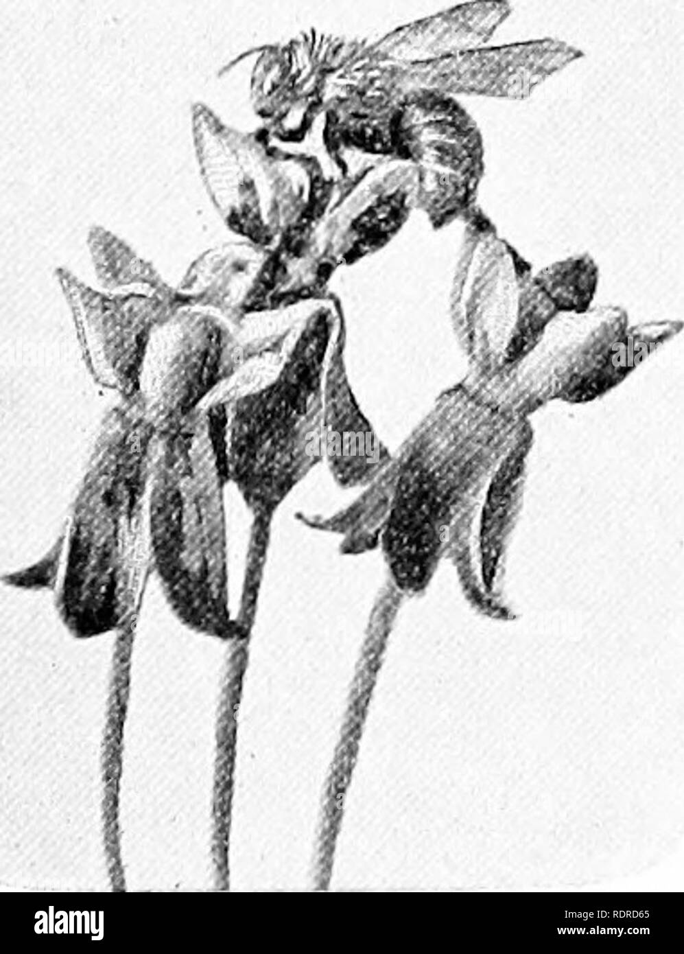 . Introduzione alla botanica. La botanica. 194 introduzione alla botanica. risultati m l'ape tirando le due masse di polline, uniti al corpusculum, attraverso le strette sHts (come in / e /) alla sommità delle sacche di polline; e quindi laden, cerca un altro fiore e ci scivola il suo piede, insieme con le masse di polline, nella camera dello stimma. Ora quando la bee tentativi di lasciare il fiore, il polline masse diventano incastrate in corrispondenza della stretta apice del cham- ber, e un disco è necessario tirare per romperle allentato dal piede. Infine, come il piede viene prelevato dalla camera dello stimma"cattura i Foto Stock