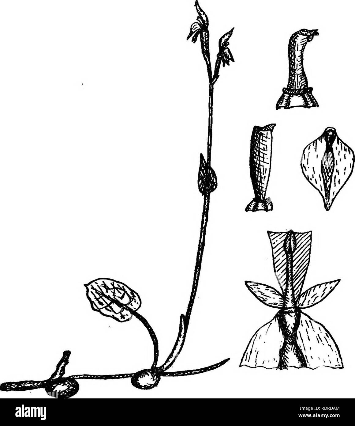 . La flora della Tasmania. La botanica. ACIANTHUS VIRIDIS. H. John Vail.OovERNi^ENTPmNTER.TA^Miifi.. Si prega di notare che queste immagini vengono estratte dalla pagina sottoposta a scansione di immagini che possono essere state migliorate digitalmente per la leggibilità - Colorazione e aspetto di queste illustrazioni potrebbero non perfettamente assomigliano al lavoro originale. Rodway, Leonard. Hobart, Tasmania, J. Vail, Govt. Stampante Foto Stock