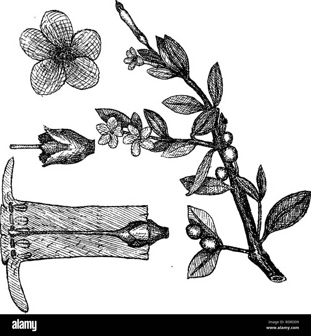 . La flora della Tasmania. La botanica. &Lt; 7J X CQ •. Si prega di notare che queste immagini vengono estratte dalla pagina sottoposta a scansione di immagini che possono essere state migliorate digitalmente per la leggibilità - Colorazione e aspetto di queste illustrazioni potrebbero non perfettamente assomigliano al lavoro originale. Rodway, Leonard. Hobart, Tasmania, J. Vail, Govt. Stampante Foto Stock