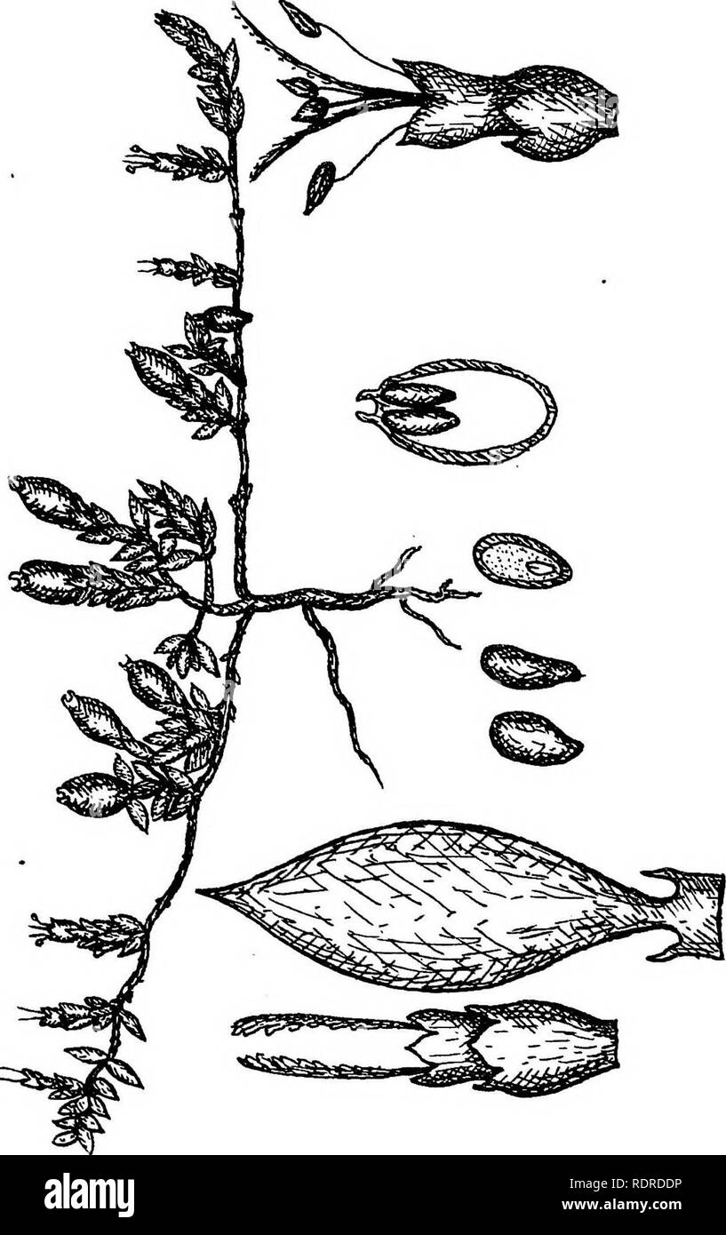 . La flora della Tasmania. La botanica. Ho o o &lt; â s. 8. Si prega di notare che queste immagini vengono estratte dalla pagina sottoposta a scansione di immagini che possono essere state migliorate digitalmente per la leggibilità - Colorazione e aspetto di queste illustrazioni potrebbero non perfettamente assomigliano al lavoro originale. Rodway, Leonard. Hobart, Tasmania, J. Vail, Govt. Stampante Foto Stock