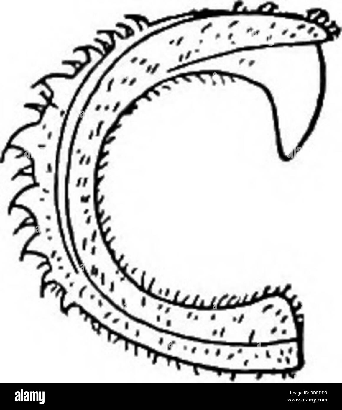 . Note sulla storia di vita britannica di piante in fiore. La botanica; Ecologia vegetale. 234 BRITISH piante fiorite sono carnosi. In Silyhum marianum l'involucro contratti, comprimendo la achenes più e più volte fino a quando alla fine essi si staccano e sono sparsi in tutte le direzioni. Il comune Calendula (calendula) dei nostri giardini è un caso molto interessante. Tre dispositivi per la dispersione sono uniti in ogni testa. Il achenes esterna (Fig. 153) sono strette e piegato in una curva la formazione di tre parti di un cerchio, e ben adattato per appendere su a. Vista frontale. Sezione. Forma ad uncino. Forma alata. Grub-lilce per Foto Stock