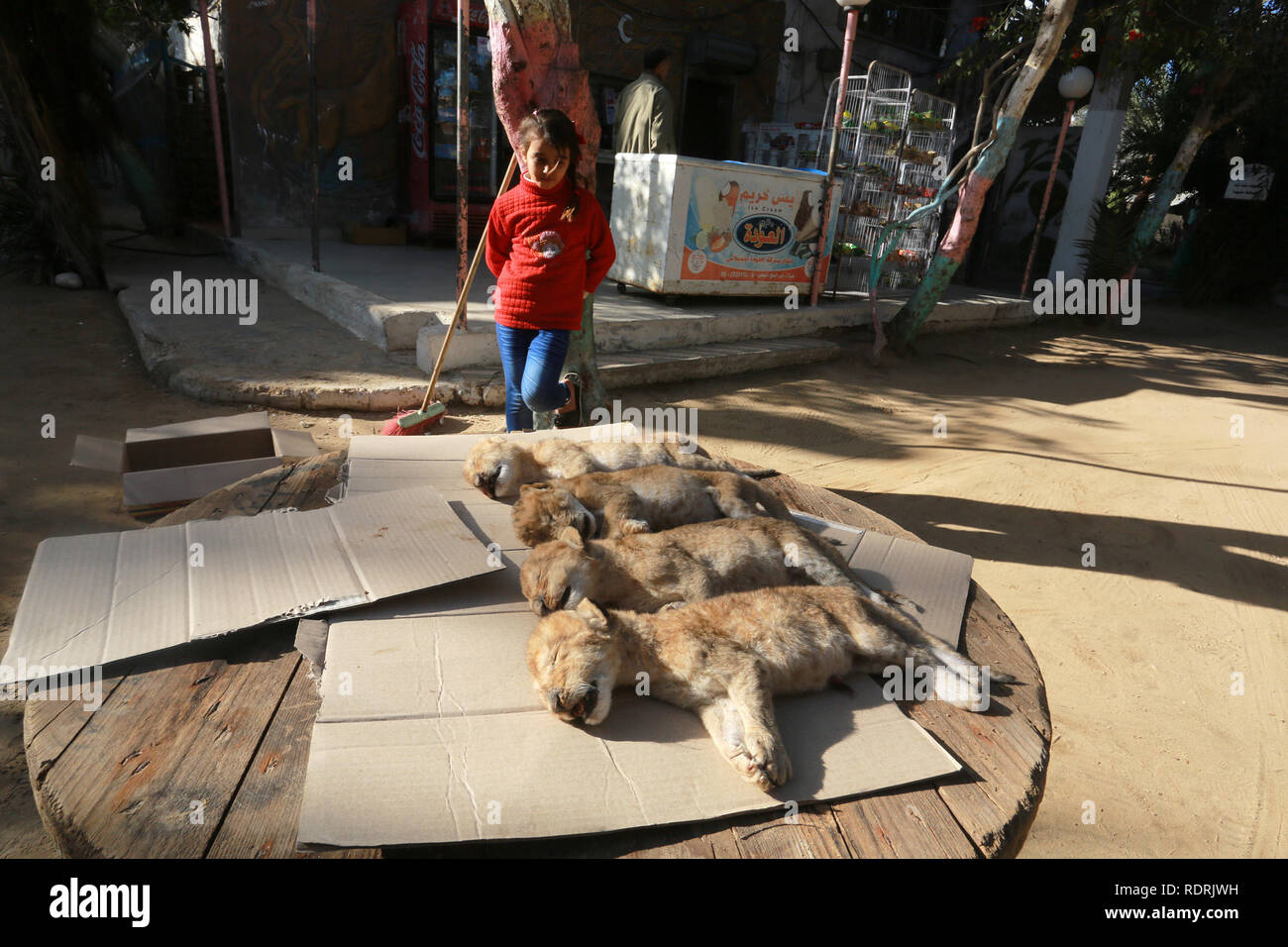 La striscia di Gaza, Territori palestinesi. 18 gennaio, 2019. I corpi morti di quattro appena nati cuccioli di Lion prima della loro sepoltura in uno zoo, a Rafah nel sud della striscia di Gaza il 18 gennaio 2019. Secondo un funzionario dello zoo i cubs è morto durante una tempesta di neve. Abed Rahim Khatib/risveglio/Alamy Live News Foto Stock