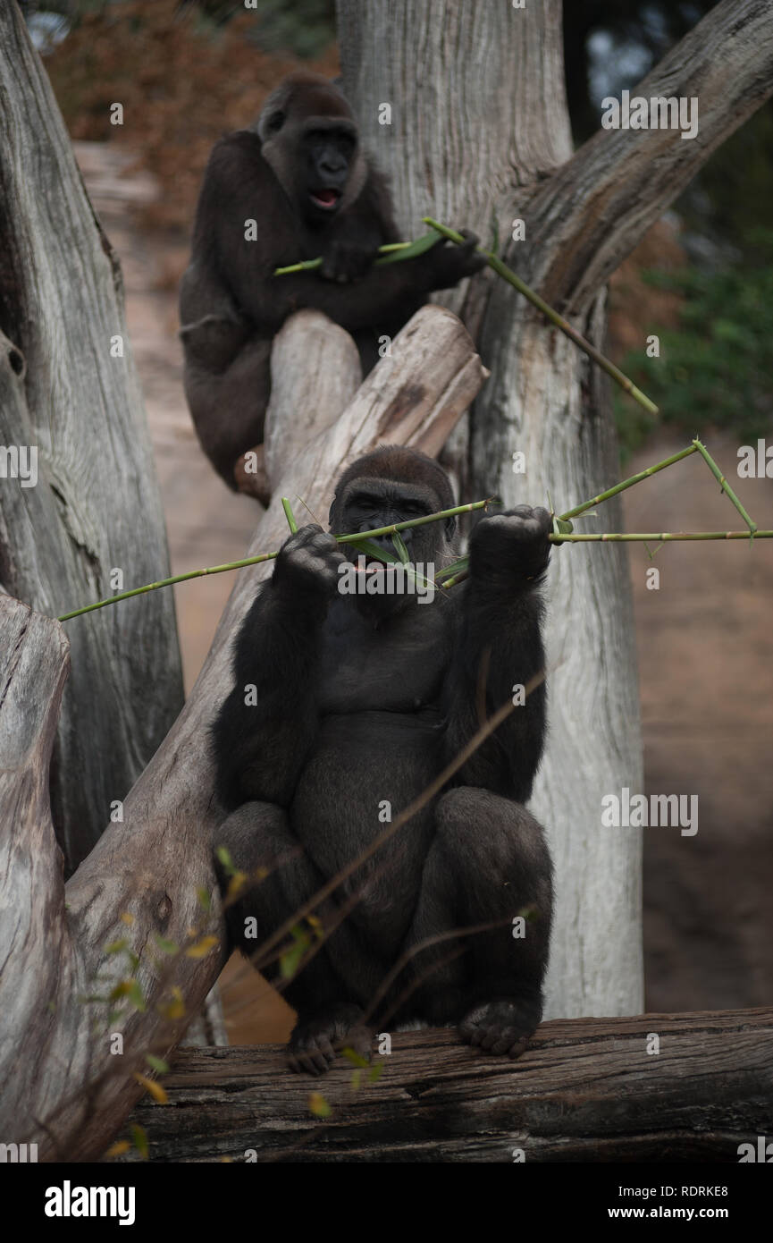 Una femmina di gorilla di nome BU (up) e Eccho (down) sono visibili rami di mangiare nel suo involucro in corrispondenza Bioparco di Fuengirola, vicino a Malaga. Bu è stato portato dal Chessington Zoo di Londra con lo scopo di dirimere un gruppo di gorilla di allevamento al Bioparco di Fuengirola insieme con la coppia corrente di gorilla vivente al Bioparco, denominato Eccho e Kim, e di continuare a preservare la specie con l'assistenza del personale di coordinamento. Foto Stock