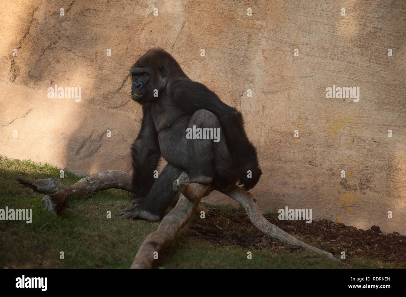 Un maschio di gorilla di nome 'Eccho' è visto nel suo involucro in corrispondenza Bioparco di Fuengirola, vicino a Malaga. Gli altri gorilla di nome Bu è stato portato dal Chessington Zoo di Londra con lo scopo di dirimere un gruppo di gorilla di allevamento al Bioparco di Fuengirola insieme con la coppia corrente di gorilla vivente al Bioparco, denominato Eccho e Kim, e di continuare a preservare la specie con l'assistenza del personale di coordinamento. Foto Stock