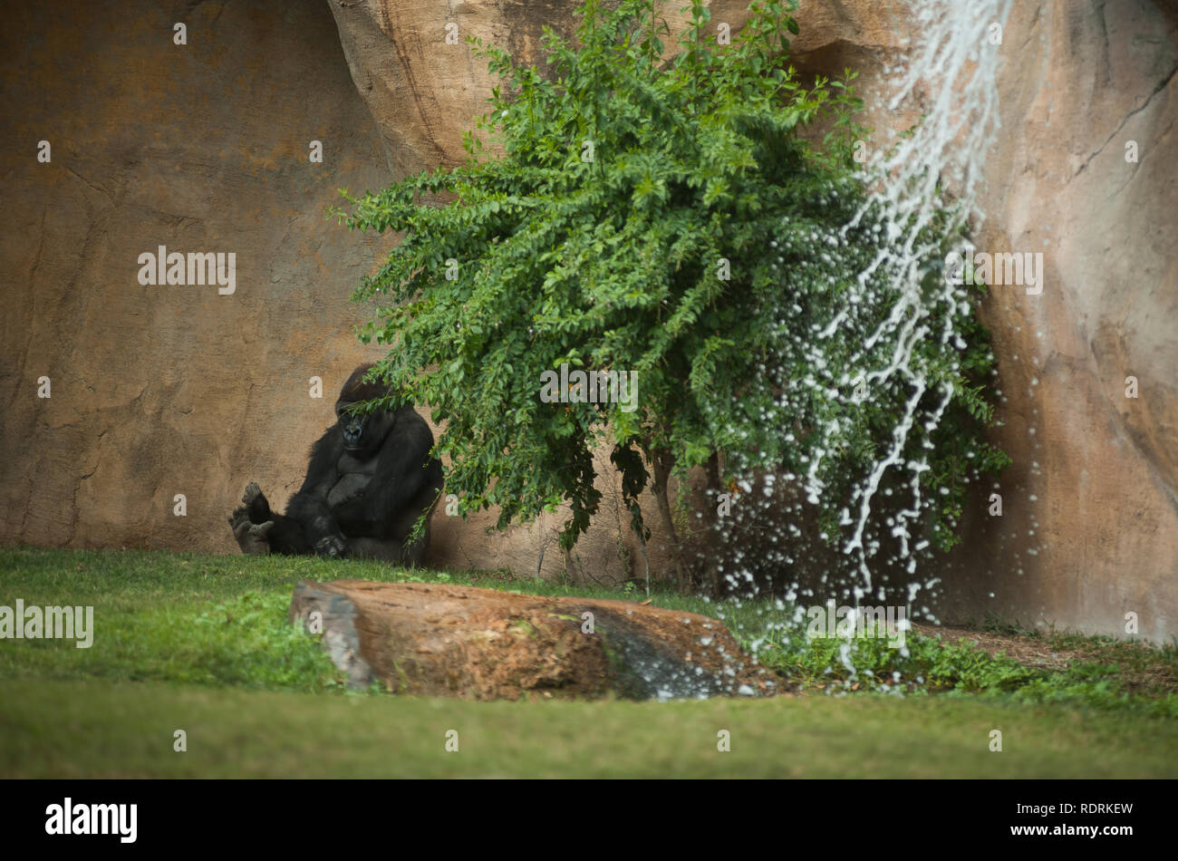 Un maschio di gorilla di nome 'Eccho' è visto nel suo involucro in corrispondenza Bioparco di Fuengirola, vicino a Malaga. Gli altri gorilla di nome Bu è stato portato dal Chessington Zoo di Londra con lo scopo di dirimere un gruppo di gorilla di allevamento al Bioparco di Fuengirola insieme con la coppia corrente di gorilla vivente al Bioparco, denominato Eccho e Kim, e di continuare a preservare la specie con l'assistenza del personale di coordinamento. Foto Stock