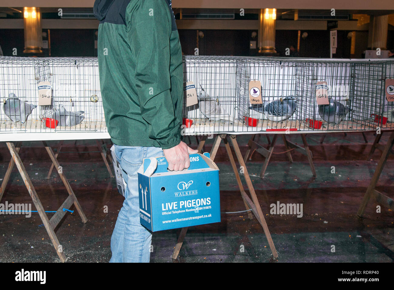 Blackpool, Lancashire. Regno Unito xix gen, 2019. British Homing Pigeon Show. Le corse annuali pigeon mostra si terrà presso i Giardini Invernali Exhibition Hall di questo fine settimana. La più grande raccolta di Pigeon fanciers NEL REGNO UNITO avviene nel gennaio accogliente fino a 10.000 fanciers oltre i due giorni della manifestazione. Credito: MediaWorldImages/AlamyLiveNews Credito: MediaWorldImages/AlamyLiveNews Foto Stock