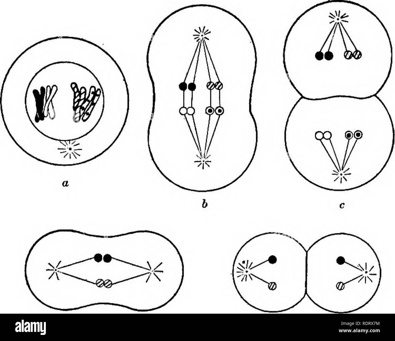 . Una critica della teoria dell'evoluzione. Evoluzione. 98 LA TEORIA DELL'EVOLUZIONE. Fig. 50. Le due divisioni di maturazione della cellula spermatica. Quattro spermi risultato, ciascuna con metà (aploide) il numero completo () diploide di cromosomi. alcuni cromosomi paterno, cioè uno o l'altro elemento di ciascuna coppia. In altre di- visione ciascun cromosoma semplicemente i gruppi come nella normale divisione cellulare. Il risultato di questo processo è che le uova mature (fig. 51) e di spermatozoi maturi (fig.. Si prega di notare che queste immagini vengono estratte dalla pagina sottoposta a scansione di immagini che possono essere state migliorate digitalmente per la leggibilità - colorazione Foto Stock