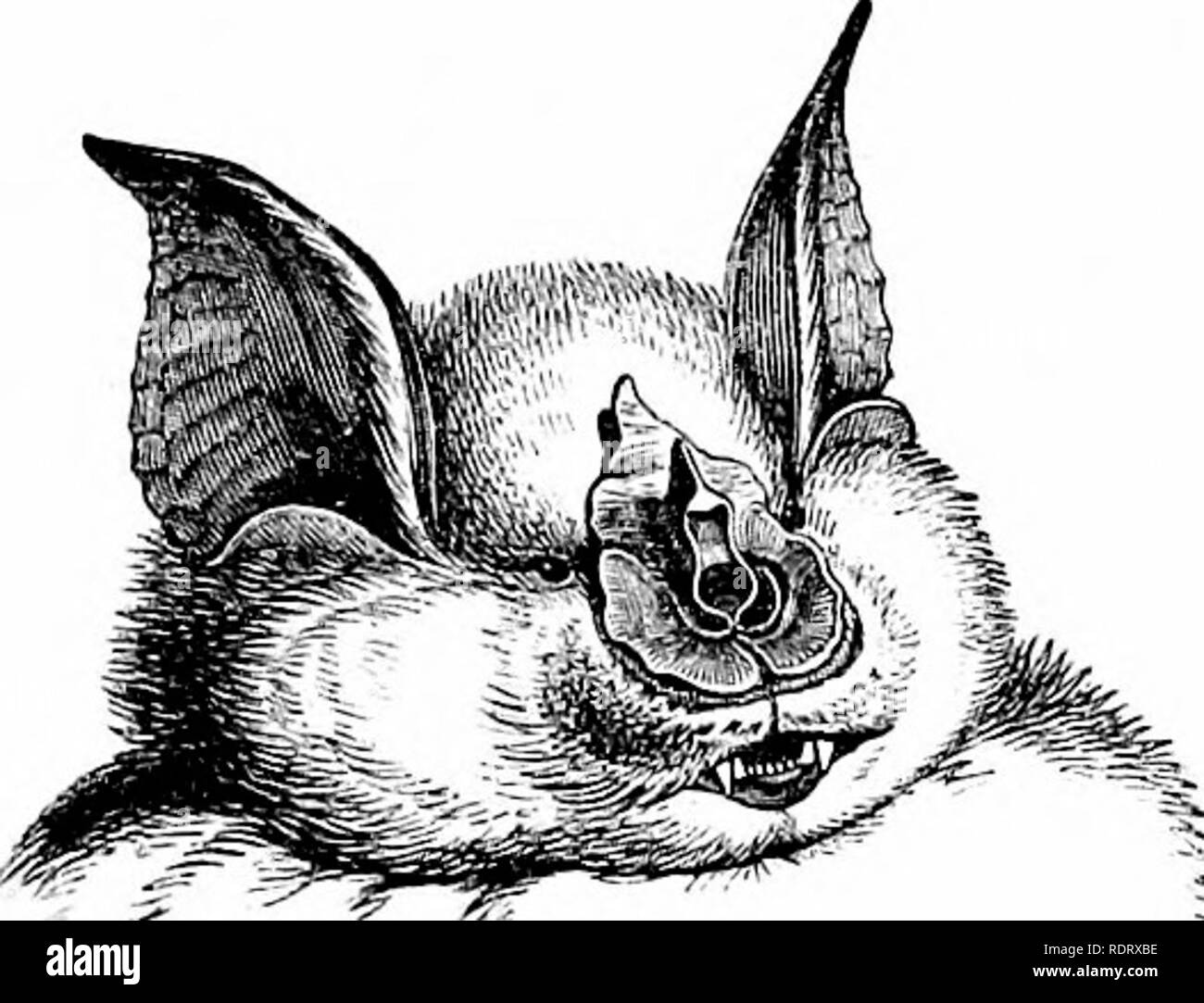 . Una storia di British quadrupedi, compresi i cetacei. Mammiferi. Superiore a ferro di cavallo BAT. sulci, che giungono al centro dell'orecchio. Sulla loro ostacolano la superficie è un po' di belle pellicce, per lo più vicino al margine interno; le guance e la fronte sono ben vestita con pelliccia morbida ; tutte le membrane sono quasi libera dai capelli. Il Colore sopra, grigio rossastro ; il pelo più pallida alla radice rispetto alla punta; sotto, molto grigio pallido, poco più pallido alla radice rispetto alla punta ; membrane dusky brown, orecchie e le creste del viso di colore marrone pallido. Dimensioni :â pollici. Linee. La lunghezza della testa e del corpo . 2 4 â â ¢ della coda . 1 4 Foto Stock