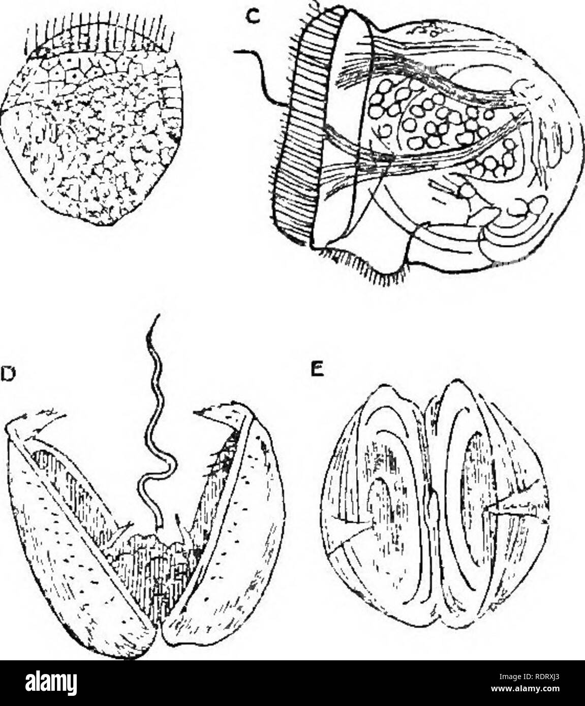 . L'infanzia di animali. Animali. Confrontare le larve, ad esempio, di tali animali sedentari come l'ostrica, che straordinariamente interessante scafo-pesci noti come Yoldia-un vicino a rispetto del rasoio- shell, e uno dei più antichi tipi di moUusca ora vive la sua per- porta essendo traccia- in grado nel remoto passato geologico- e il neonato fasi delle due di acqua fresca di cozze Driessensia Anodonta e. Queste sono tutte diverse, come i loro genitori sono differenti, ma sono tutte per un tempo libero- nuoto. Presto o tardi, hanno però a sedimentare nella vita, far crescere una coppia di gusci e diventare r Foto Stock