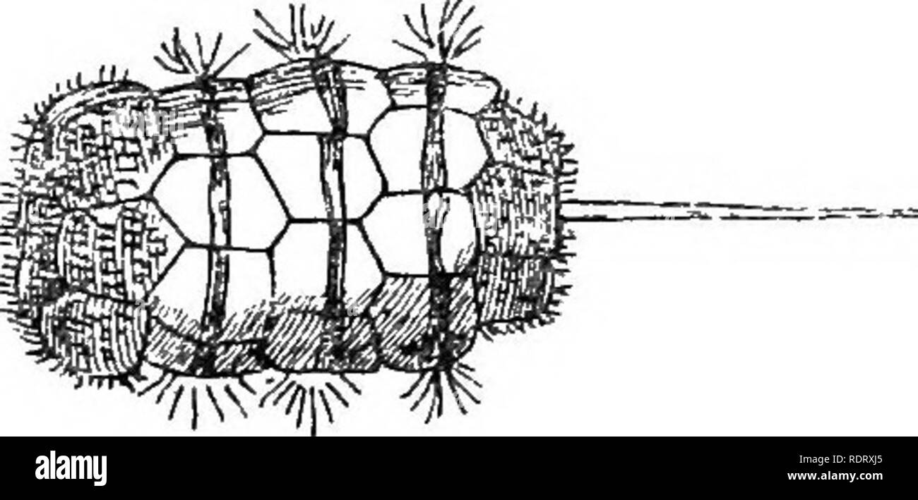 . L'infanzia di animali. Animali. 26o l'INFANZIA DI ANIMALI. Confrontare le larve, ad esempio, di tali animali sedentari come l'ostrica, che straordinariamente interessante scafo-pesci noti come Yoldia-un vicino a rispetto del rasoio- shell, e uno dei più antichi tipi di moUusca ora vive la sua per- porta essendo traccia- in grado nel remoto passato geologico- e il neonato fasi delle due di acqua fresca di cozze Driessensia Anodonta e. Queste sono tutte diverse, come i loro genitori sono differenti, ma sono tutte per un tempo libero- nuoto. Presto o tardi, hanno però a sedimentare nella vita, far crescere un Foto Stock