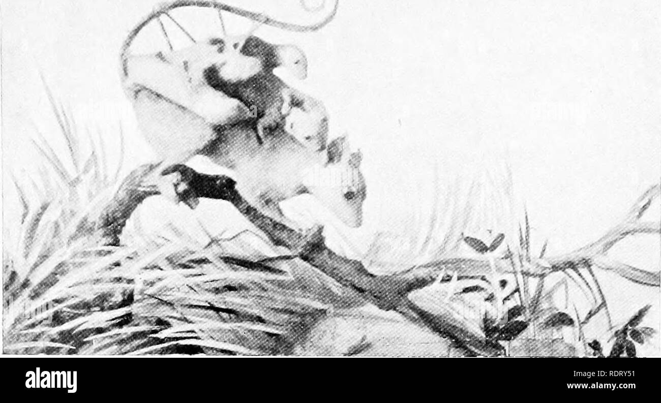 . L'infanzia di animali. Animali. -,. J. Foto di Saville-Keni. AMERICAN lanosi di opossum. Onh' in opossum sono i j'oung trasportati dopo tliis moda.. Si prega di notare che queste immagini vengono estratte dalla pagina sottoposta a scansione di immagini che possono essere state migliorate digitalmente per la leggibilità - Colorazione e aspetto di queste illustrazioni potrebbero non perfettamente assomigliano al lavoro originale. Pycraft, W. P. , (William piano), b. 1868. New York, H. Holt e azienda Foto Stock