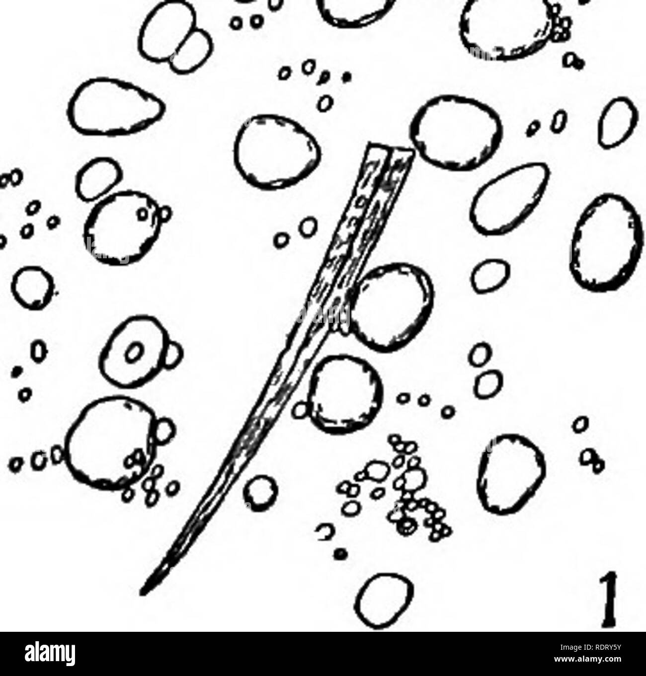 . Elementi di microscopia applicata. Un libro di testo per i principianti. Microscopia. La microscopia delle amidi comune. 65 ZUCCHERI. Essa può spesso essere trovati come un adulterant in più costose di amidi e di spezie e altri alimenti. Il suo grano è facilmente riconosciuto, essendo di dimensioni medie. • "^^o:. o o O s&gt; 0 (J CO (Q 0 ^. Si prega di notare che queste immagini vengono estratte dalla pagina sottoposta a scansione di immagini che possono essere state migliorate digitalmente per la leggibilità - Colorazione e aspetto di queste illustrazioni potrebbero non perfettamente assomigliano al lavoro originale. Winslow, C. -E. A. (Charles-Edward Amory), 1877-1957. New York, J. Wil Foto Stock