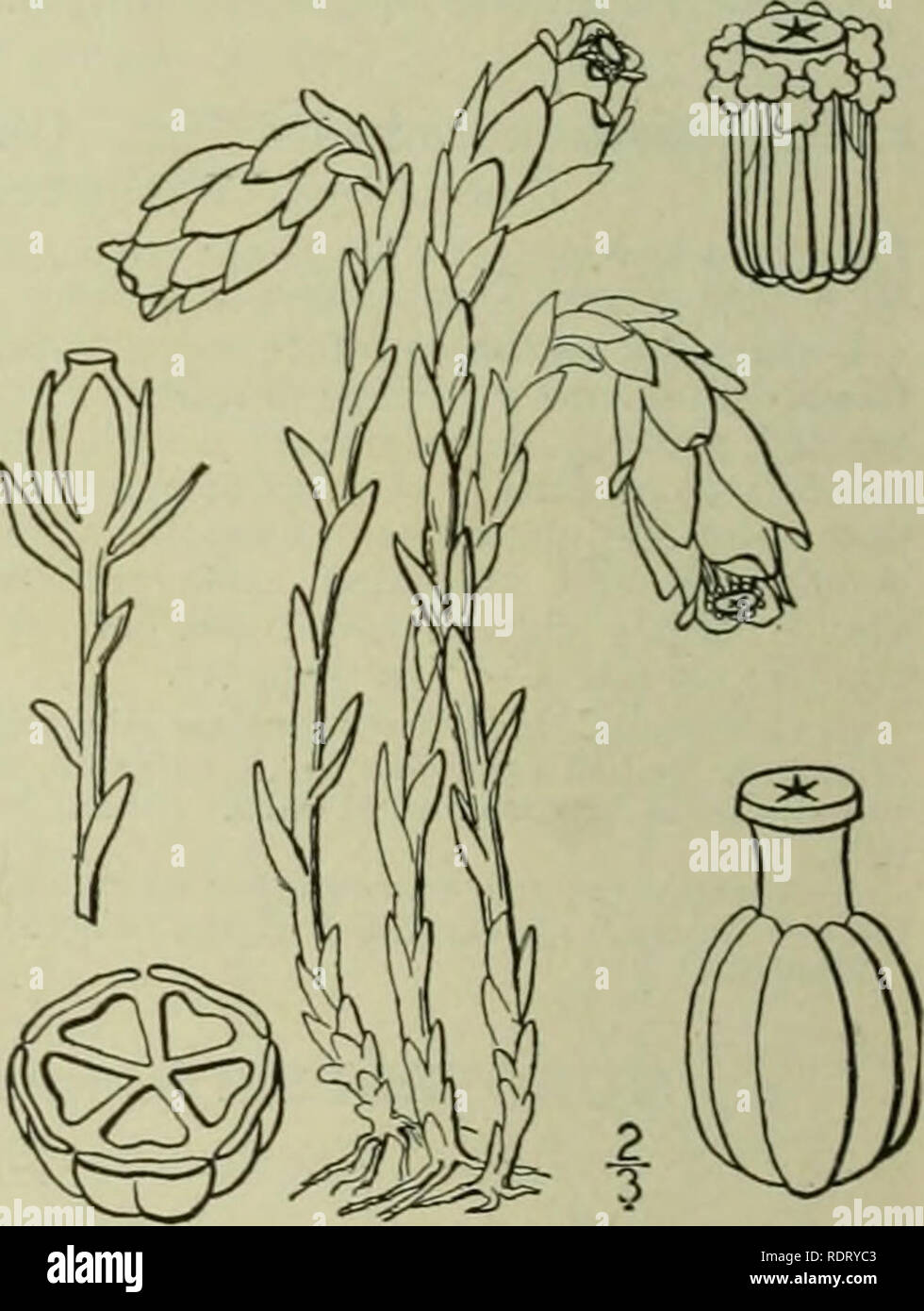 . Una flora illustrata del nord degli Stati Uniti, il Canada e la British possedimenti : da Terranova al parallelo tra il confine meridionale della Virginia e dall'Oceano Atlantico verso ovest per il 102º meridiano. La botanica. MOXOTROPACEAE. Vol. II. I. Monotropsis odorata ell. Dolce Pine-Sap. Carolina il faggio-gocce. Fig. 3209. Monotropsis odorata ell. Bot. S. C. &AMP; Ga. i: 47 Sch-. nitzia caroliniana Don. Gen. sist. 3: Schweimtzia odorata DC. Prodr. 7: 780. 1839. Impianto luce marrone violaceo; vedute di solito diverse in un cluster, ^'-4' alta. Brattee numerose, ovali-oblunga, obtu=e, appressed, 2 Foto Stock