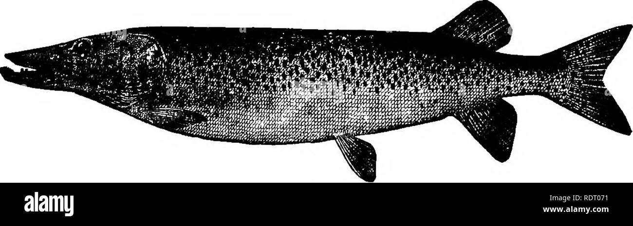 . American pesci; un famoso trattato su il gioco e il cibo pesci del Nord America, con particolare riferimento alle abitudini e i metodi di cattura. Pesci. Il MUSKELLUNGE. PIKE, MUSKELLUNGE PICKEREL E. Darò a te per il tuo cibo nessun pesce che useth nel fango. Ma trote e lucci, che amano nuotare dove la ghiaia dall'orlo, attraverso i flussi di puro può essere visto. Beaumont e Fletchhr, i fedeli pastorella^ 1611. Il bello ben coltivate trota, io con il mio angolo di sciopero. E con il mio filo barbuto, prendo il luccio famelica Drayton, le Muse Elysium, Nymphal IV. /^NE della più antica tra Foto Stock