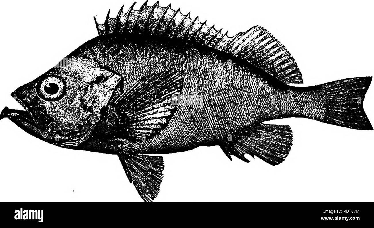 . American pesci; un famoso trattato su il gioco e il cibo pesci del Nord America, con particolare riferimento alle abitudini e i metodi di cattura. Pesci. Il B08E-PISH. La rosa-pesci e dei suoi alleati. E ci sono piscine cristalline, popolato di pesci, Argent e oro ; e alcuni di Tyrian pelle. Alcuni crimson prescritte. E sempre in corrispondenza di un voluto che rose ossequiosi fino all'onda crebbe sottile di vetro sul loro dorso, aud poi buttata in, tempra la loro ardente scale nell oscurità acquosi, mentre altri con fresche tonalità remato indietro per vincere il mio proposito modificabile. Thomas Hood. A NCHE SE sulla costa occidentale del Nord America t Foto Stock