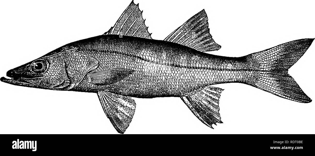 . American pesci; un famoso trattato su il gioco e il cibo pesci del Nord America, con particolare riferimento alle abitudini e i metodi di cattura. Pesci. CO RBI UN MOONFISH e il lampeggiatore. 149, occasionalmente nella parte inferiore della Chesapeake Bay e il prof. Baird provini ottenuti circa tre pollici di lunghezza in agosto tra l'anguilla-erba sul fiume Tuckahoe, nel New Jersey. Lottatori sono state prese a New York, e anche come lontano nord come il legno's Hall, messa. Essi sono occasionalmente portato al mercato di New York, dove esse sono altamente apprezzati. Gill, scritta nel 1856, ha detto : " Ho visto un singolo specime Foto Stock