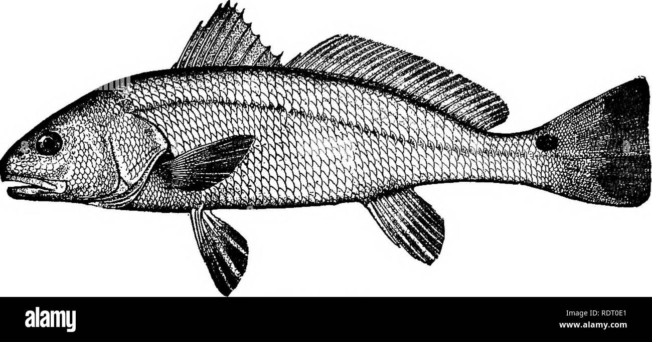 . American pesci; un famoso trattato su il gioco e il cibo pesci del Nord America, con particolare riferimento alle abitudini e i metodi di cattura. Pesci. THK BED TAMBURO. Il tamburo rosso. A lungo come un salmone, se non in modo stout, ed elastica e swift come una trota di montagna, Innes Randolph, tamburo-pesce. npHE famiglia Scicenidce è distribuita lungo le coste delle zone temperate e tropicali di paesi di tutto il mondo, sebbene più abbondante nell'Atlantico occidentale e il Pacifico orientale e gli oceani Indiano e nel Mediter- ranean Mare. In forma generale di molti membri di questa famiglia non sono a differenza del salmone, e sono Foto Stock