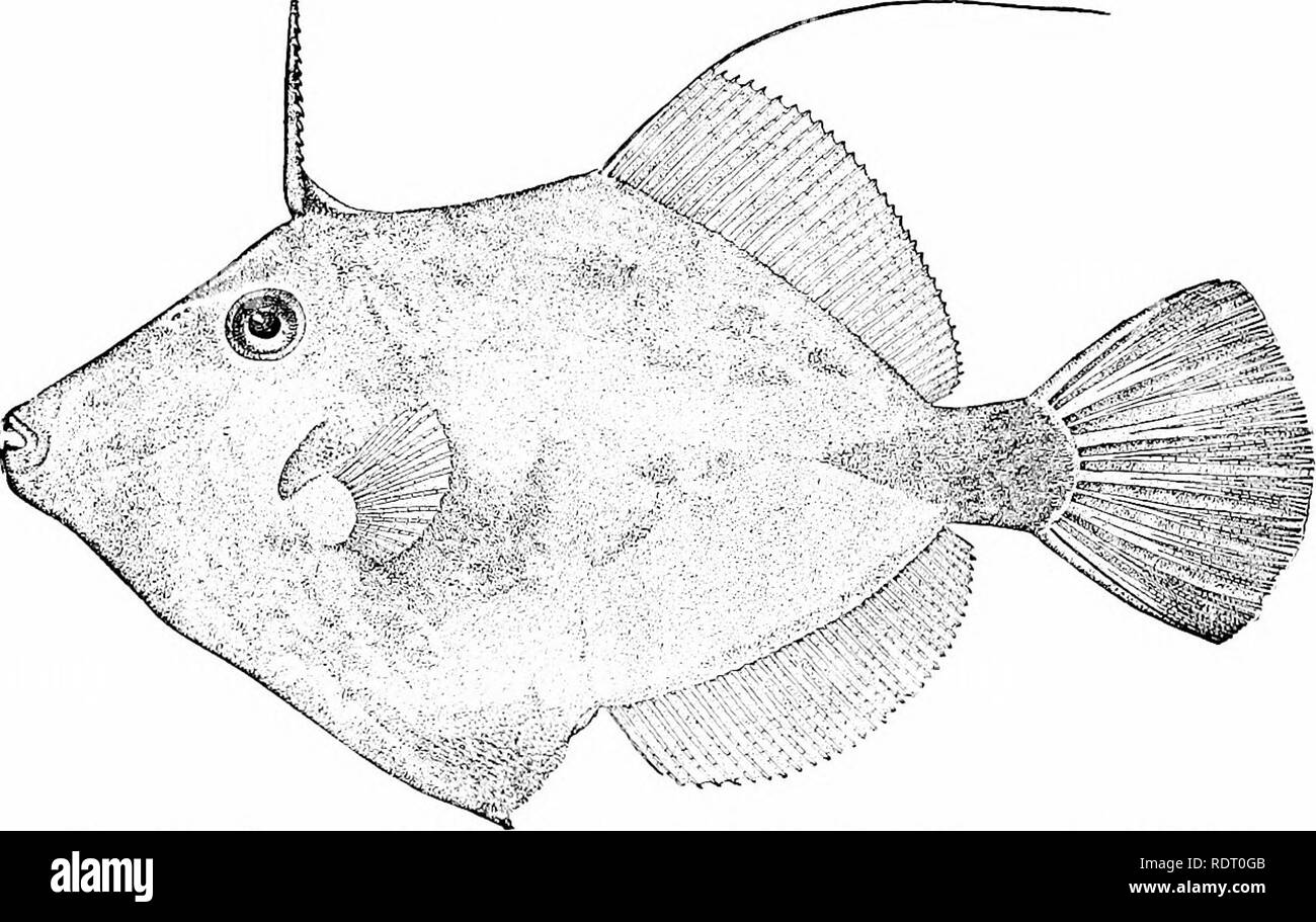 . Pesci. Pesci. 54 Adattamenti dei pesci dorsali del Sting-ray. - In tutto il grande gruppo di sting- raggi la coda è provvisto di uno o più grande, rigida, spine dentellate, che vengono utilizzati con grande vigore dall'animale e sono in grado di perforare la pelle coriacea di sting-ray stesso. Non vi è alcuna prova che tali spine sopportare qualsiasi veleno specifico, ma il ragged ferite fanno sono sempre pericolose e spesso finiscono in cancrena. È possibile che il muco sulla superficie della colonna vertebrale agisce come un veleno sui tessuti lacerata, rendendo la ferita qualcosa di molto diverso da un semplice cu Foto Stock . Pesci. Pesci. 54 Adattamenti dei pesci dorsali del Sting-ray. - In tutto il grande gruppo di sting- raggi la coda è provvisto di uno o più grande, rigida, spine dentellate, che vengono utilizzati con grande vigore dall'animale e sono in grado di perforare la pelle coriacea di sting-ray stesso. Non vi è alcuna prova che tali spine sopportare qualsiasi veleno specifico, ma il ragged ferite fanno sono sempre pericolose e spesso finiscono in cancrena. È possibile che il muco sulla superficie della colonna vertebrale agisce come un veleno sui tessuti lacerata, rendendo la ferita qualcosa di molto diverso da un semplice cu Foto Stock