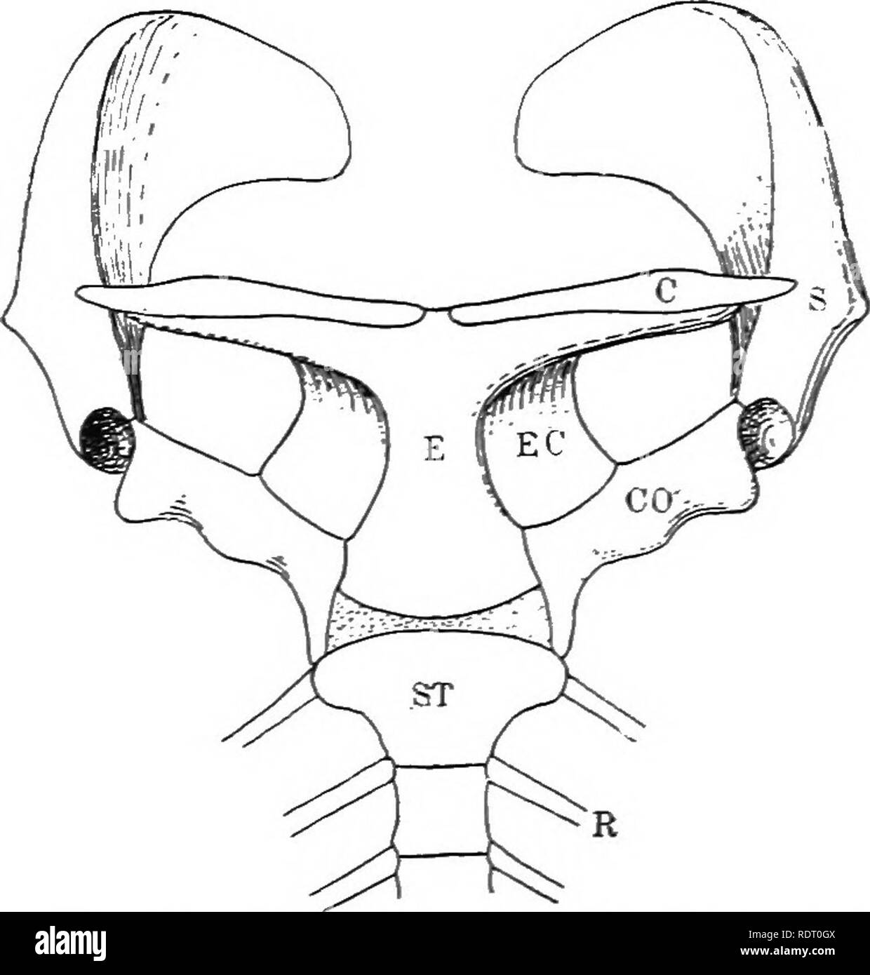 . Il libro di testo di zoologia vertebrati. Vertebrati, Anatomia, comparativo. I/O MORFOLOGIA DEGLI ORGANI OP vertebrati. e una sezione anteriore procoracoid, entrambi estendentisi verso l'interno; e fre- temente le estremità interne di questi sono uniti b}' longitudinalmente una banda cartilaginei, - il epicoracoid. A queste possono essere aggiunte una clavicola, sviluppato dalla membrana, nella parte anteriore del proco- racoid, estendentisi in- pupilli dal SCAP- ula, e di solito con- necting con lo sterno per mezzo dell'episternum. Queste parti sono sottoposti a varie modifiche, e tutte o alcune di esse, ad accezione della scapola, maggio, qui e la Foto Stock