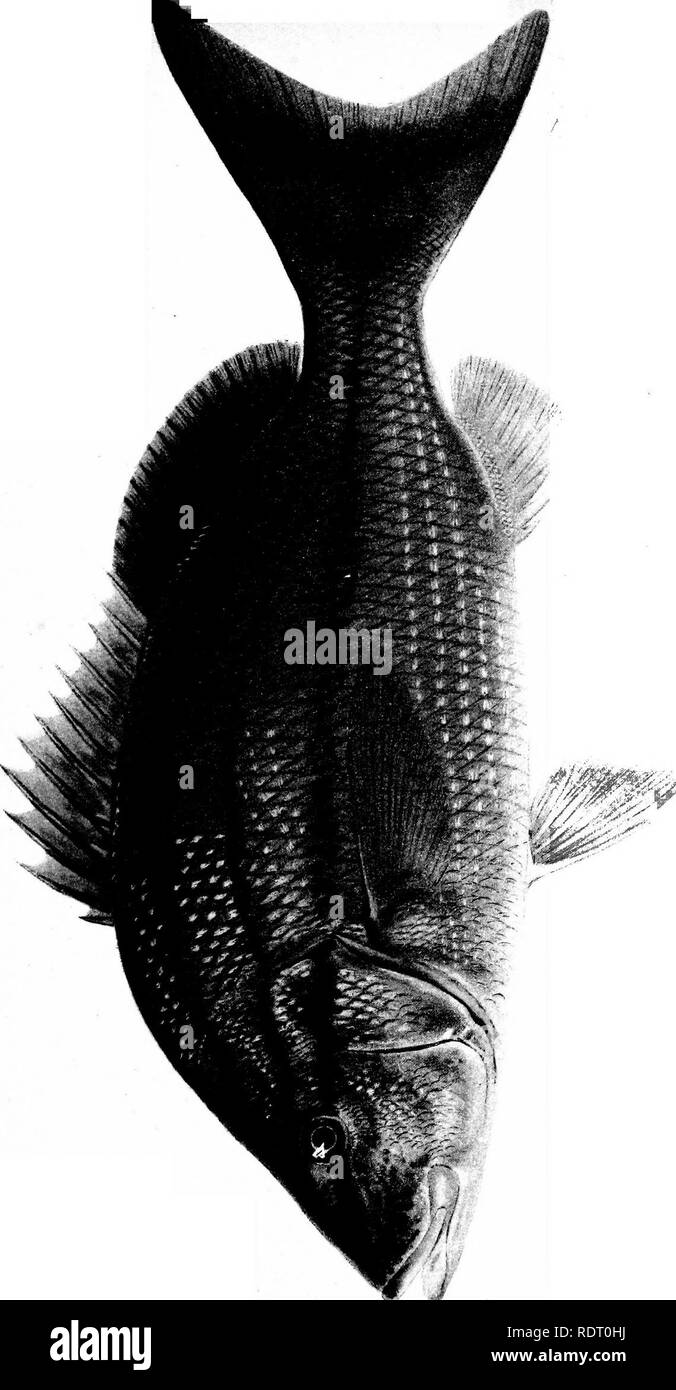 . American food e selvaggina Pesci : un popolare conto di tutte le specie in America a nord dell'equatore, con chiavi per una pronta identificazione, storie di vita e di metodi di cattura . Pesci pesci Pesci. 2 O. Io in u I- < (9 DC < Z. Si prega di notare che queste immagini vengono estratte dalla pagina sottoposta a scansione di immagini che possono essere state migliorate digitalmente per la leggibilità - Colorazione e aspetto di queste illustrazioni potrebbero non perfettamente assomigliano al lavoro originale. Giordania, David Starr, 1851-1931; Evermann, Barton Warren, coautore. Città Giardino, N. Y. : Doubleday, pagina Foto Stock