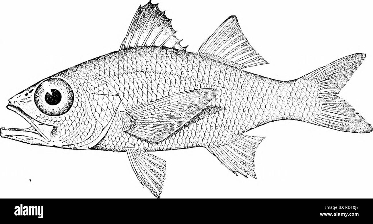. American food e selvaggina Pesci : un popolare conto di tutte le specie in America a nord dell'equatore, con chiavi per una pronta identificazione, storie di vita e di metodi di cattura . Pesci pesci Pesci. Verilus ci sono soltanto due specie americane, ma uno di tliese alcuna importanza. E. oculatus, noto a Porto Rico come cachucho, avviene in tlie West Indies e circa di Madera, ma non è ancora l<nown dalla Florida o altrove sulla terraferma. Si tratta di una specie che preferisce piuttosto acqua profonda e fondo roccioso. Si tratta di una bella specie, raggiungere- ing una lunghezza da 2 a 3 piedi ed è un file excel Foto Stock