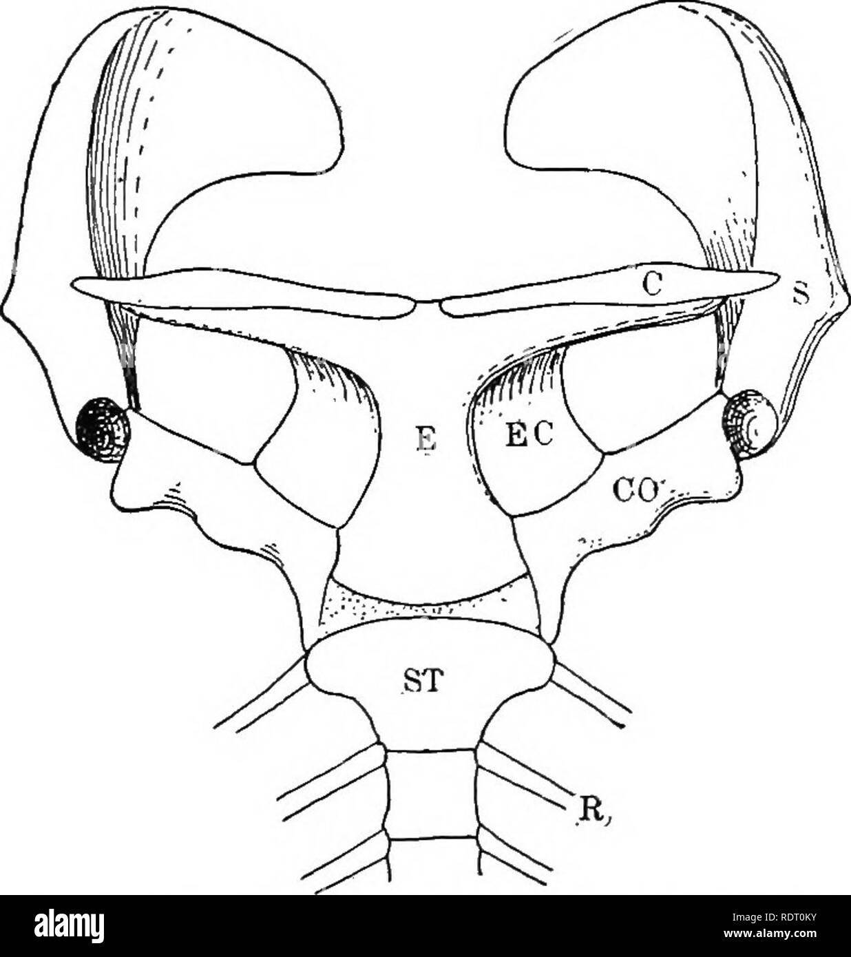 . Il libro di testo di zoologia vertebrati. Vertebrati, Anatomia, comparativo. Fig. 157. Ster- num di cane, mostra- ing sternebroe.. Fig. 158. Corpino di spallamento di Ornithorhynchus. C clavicola; CO, coracoid; E, episternum; £C, epi- coracoid; S, scapola; ST, sterno; R, nervature. Collegato con lo sterno in molti gruppi è una struttura alla quale il nome episternum è stato dato. Questo appare per la prima volta nell'stegocephali, ma raggiunge il suo massimo sviluppo nel rettili. Esso forma usualmente una piastra non accoppiate connesse con le estremità mediano del clavicles, e in quelle di rettili dove accade è posto ventrall Foto Stock
