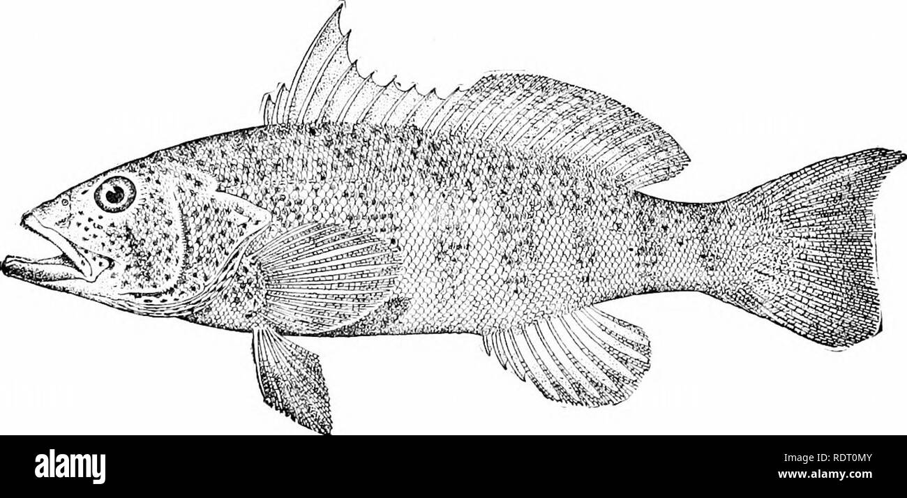 . American food e selvaggina Pesci : un popolare conto di tutte le specie in America a nord dell'equatore, con chiavi per una pronta identificazione, storie di vita e di metodi di cattura . Pesci pesci Pesci. Paralabrax le specie note di questo genere sono confinati alle coste del tropicni America, vvlieie sono importanti food-pesci. Ci sono 4 all'interno di oui- limiti. Paralabrax uchiilifcr, tlie johnny-verde, si verifica su OLir Paciiic costa da Montei'ev per abbassare Califoimia. Esso è generalmente comune a siiallow acqua, raggiunge i 18 pollici di lunghezza, e è un cibo- pesce di ottima qualità. La sua col Foto Stock