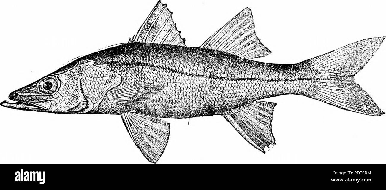. American food e selvaggina Pesci : un popolare conto di tutte le specie in America a nord dell'equatore, con chiavi per una pronta identificazione, storie di vita e di metodi di cattura . Pesci pesci Pesci. Il Robalos traballante, e nel Porto Rico è altamente stimato come cibo, ma a Key West è poco valorizzato. Â ^^. Non abbiamo mai preso il snook con la fly o sul gancio, ma si è detto di prendere il gancio prontamente e anche a salire al volo. Ci è stato detto che l'esercito e ufficiali di marina di stanza a San Juan, Porto Rico, hanno buone sport trolling per robalos nelle bocche dei fiumi alon Foto Stock