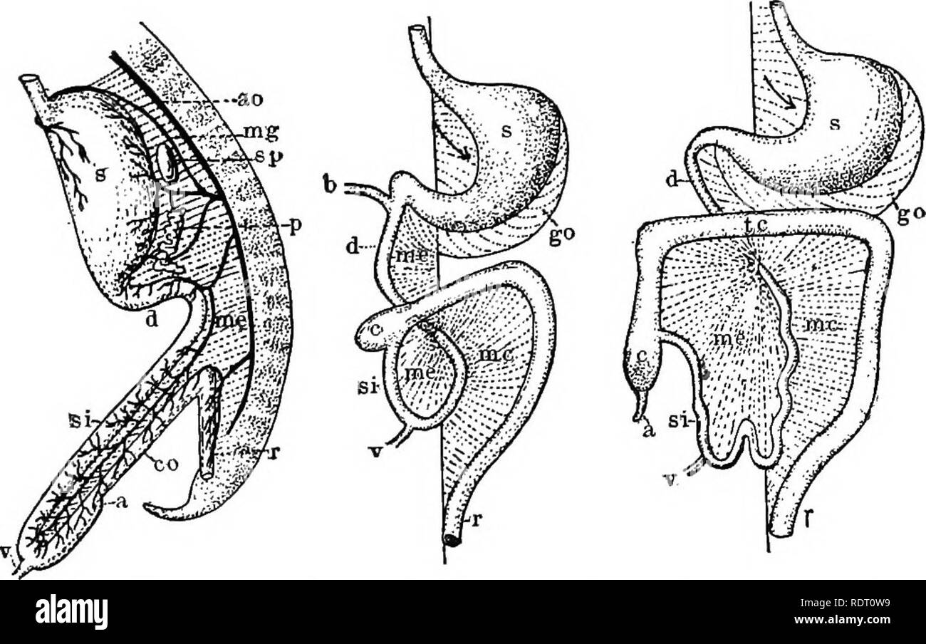 . Il libro di testo di zoologia vertebrati. Vertebrati, Anatomia, comparativo. Strutture mesoteliali. 105 di rottura, mettendo il coeloms dei due lati in libera com- munication. Nella parte anteriore di una parte di questo mesenterio ventrale persiste, il legame al fegato nella parete addominale anteriore e in molti ichthyopsida portante il sub-vena intestinale a tale organo. Un'altra porzione, noto come il piccolo omento (o gastro-epatico) e il tratto duodeno-epatico omento si estende dalla superficie dorsale del fegato per lo stomaco e il duodeno (Fig. 11 3). Il mesenterio dorsale è solitamente molto più completo.^ In esso sono riconoscere Foto Stock