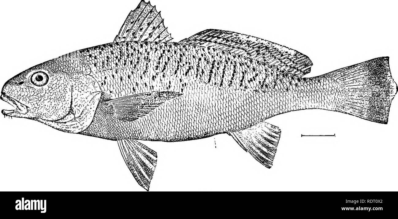 . I pesci del North Carolina . Pesci. 318 PISHES DEL NORD CABOLINA. Genere MICROPOGON Cuvier &AMP; Valenciennes. Croakers. Di medie dimensioni American shore pesci, con un po' di corpo allungato; grande muso arrotondato; fortemente preopercle dentellate; denti in bande villiform; una fila di brevi, snello barbigli su ciascun lato del mento; breve gill-rakers; bitruncate pinna caudale; e aria-vescica con lunghe e sottili corna laterali. Dei 5 o 6 specie note, solo 1 abita nelle acque degli Stati Uniti. {Micropogon, piccola barba.) 275. MIOBOPOGON UNDULATUS (Linnaeus). "Oroaker"; "Oroous"; &q Foto Stock