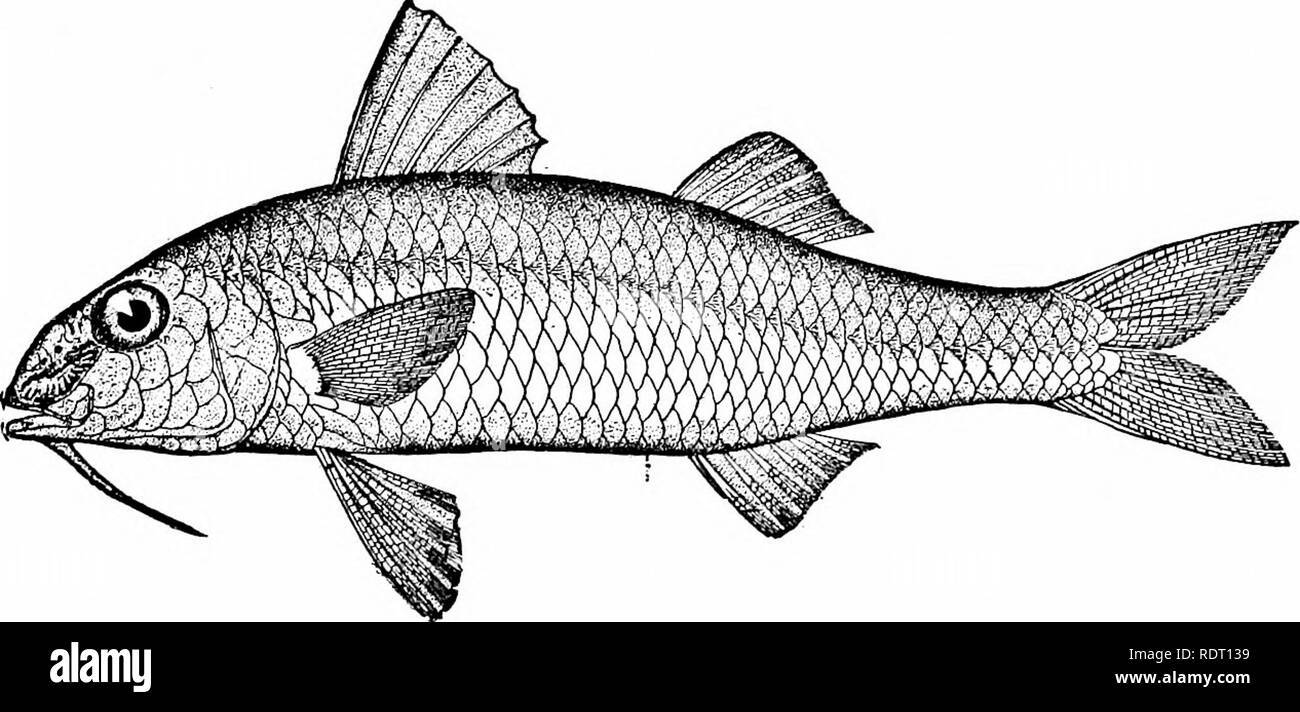 . American food e selvaggina Pesci : un popolare conto di tutte le specie in America a nord dell'equatore, con chiavi per una pronta identificazione, storie di vita e di metodi di cattura . Pesci pesci Pesci. Unione M. barbatus, e ancora più vicino al M. siirmuletus, dal quale differisce essenzialmente in avente le alette inferiori, e avente un giallo invece di un nero fascia dorsale. Esso non è abbondante abbastanza per essere di qualsiasi valore come un alimento-pesce. Il colore scarlatto, diventando crimson dove le scale vengono rimossi; muso scarlatto; lato con 2 distinte bande di colore giallo; scarlatto caudale; prima dorsale con una striscia arancione una Foto Stock