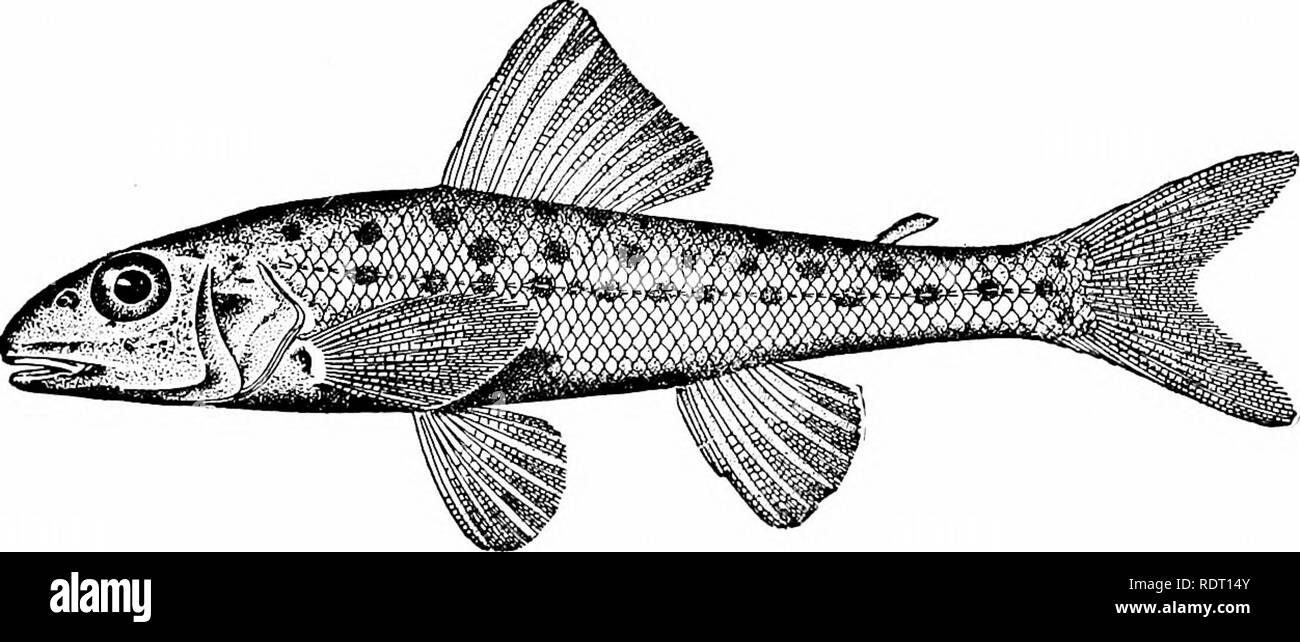 . American food e selvaggina Pesci : un popolare conto di tutte le specie in America a nord dell'equatore, con chiavi per una pronta identificazione, storie di vita e di metodi di cattura . Pesci pesci Pesci. Il rulli di sabbia famiglia XXIV. Percopsidce questa piccola famiglia è di particolare interesse perché si combina con i normali caratteri Salmonoid la struttura della testa e della bocca del Percoids, come può essere visto dai disegni illustrazione. Solo 2 generi noto, ciascuno con una singola specie. Percopsis gutiatus, la sabbia Comune o rullo di persico trota, è trovato. in laghi e torrenti adatti fr Foto Stock