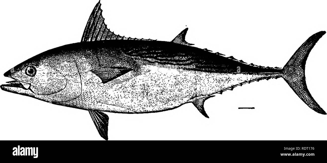 . I pesci del North Carolina . Pesci. 188 PISHES della Carolina del Nord. Anche se consumato in Bermuda, Europa meridionale e in altri luoghi, non è molto considerato negli Stati Uniti, e raramente è inviato al mercato. Il suo peso usuale è di 30 a 40 libbre. È stato osservato a volte in numeri in la. Fig. 76. Poco Tonnt. Gymnosarda alleterata. oceano Isola Roanoke, ed è noto per i pescatori di quella sezione come "bonito"; quelle adottate hanno pesato 15 a 30 libbre. Il pesce non è considerata con favore qualsiasi come cibo nella Carolina del Nord. Genere THUNNUS Sud. Grande Tunnies o Albacores. Thi Foto Stock