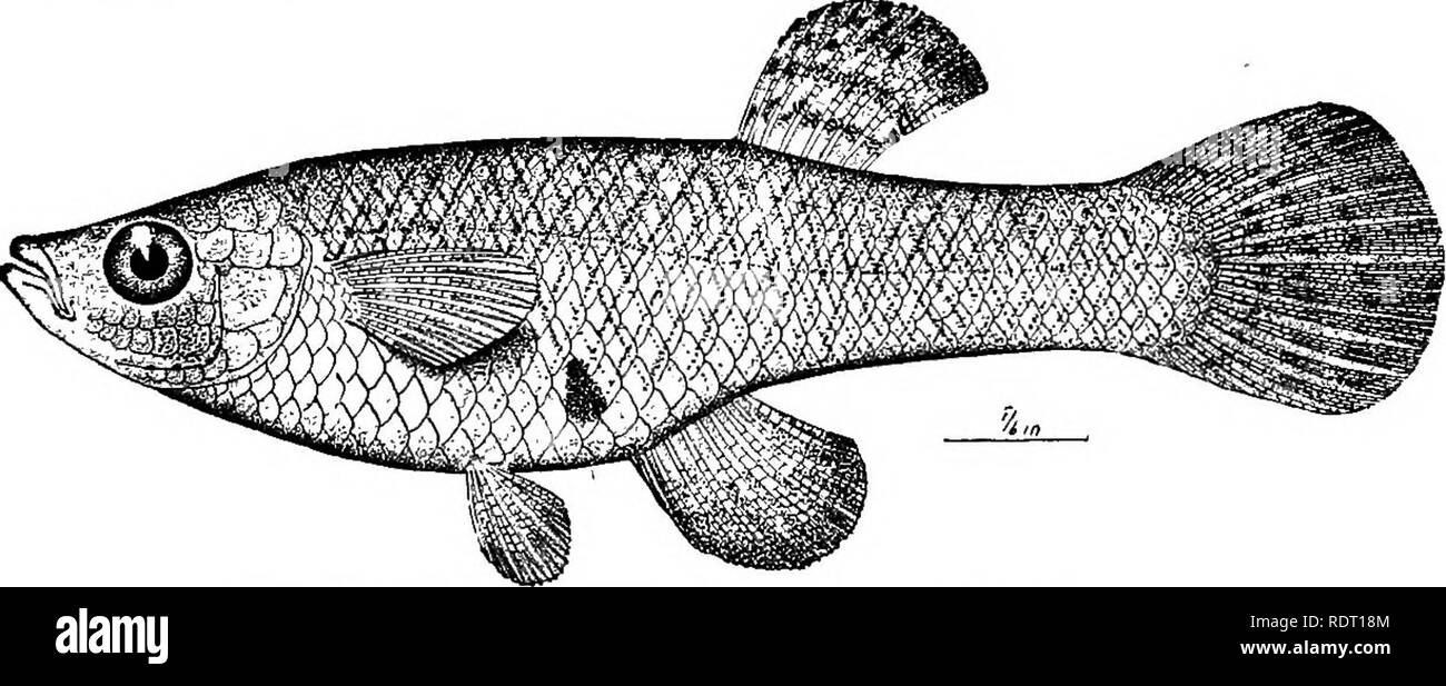 . I pesci del North Carolina . Pesci. Fig. 58. Top Minnow. Gambusia affinis. Maschio. Il top minnow si trova lungo la costa dal Delaware al JMexico e raggiunge la navigazione per quanto riguarda Illinois. In North Carolina è eccessivamente abbondanti in pianura, in paludi, fossati, insenature, e anche in acque aperte dei fiumi. Strada di fossati e scarichi nella regione di Albemarle brulicano di specie, ed è lì che la idoneità del nome top minnow è prontamente appre- ciated. Essa abbonda anche nella regione di Wilmington e senza dubbio lungo tutta la regione costiera dello stato. ^ La lunghezza di th Foto Stock