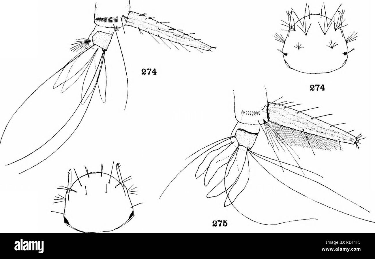 . Le zanzare dell America del Nord e America centrale e Antille. Le zanzare. Pubblicazione 159 piastrina 87. 276. Si prega di notare che queste immagini vengono estratte dalla pagina sottoposta a scansione di immagini che possono essere state migliorate digitalmente per la leggibilità - Colorazione e aspetto di queste illustrazioni potrebbero non perfettamente assomigliano al lavoro originale. Howard, L. O. (Leland Ossian), 1857-1950; Dyar, Harrison G. (Harrison grigio), 1866-1929, coautore; Knab, Frederick, 1865- joint autore. Washington, D. C. , Carnegie Institution di Washington Foto Stock