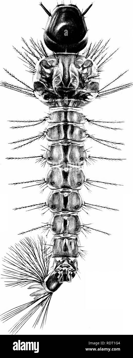 . Le zanzare dell America del Nord e America centrale e Antille. Le zanzare. Pubblicazione 159 piastra 85. Larva: Coelodiazesis barberi Coquillett.. Si prega di notare che queste immagini vengono estratte dalla pagina sottoposta a scansione di immagini che possono essere state migliorate digitalmente per la leggibilità - Colorazione e aspetto di queste illustrazioni potrebbero non perfettamente assomigliano al lavoro originale. Howard, L. O. (Leland Ossian), 1857-1950; Dyar, Harrison G. (Harrison grigio), 1866-1929, coautore; Knab, Frederick, 1865- joint autore. Washington, D. C. , Carnegie Institution di Washington Foto Stock