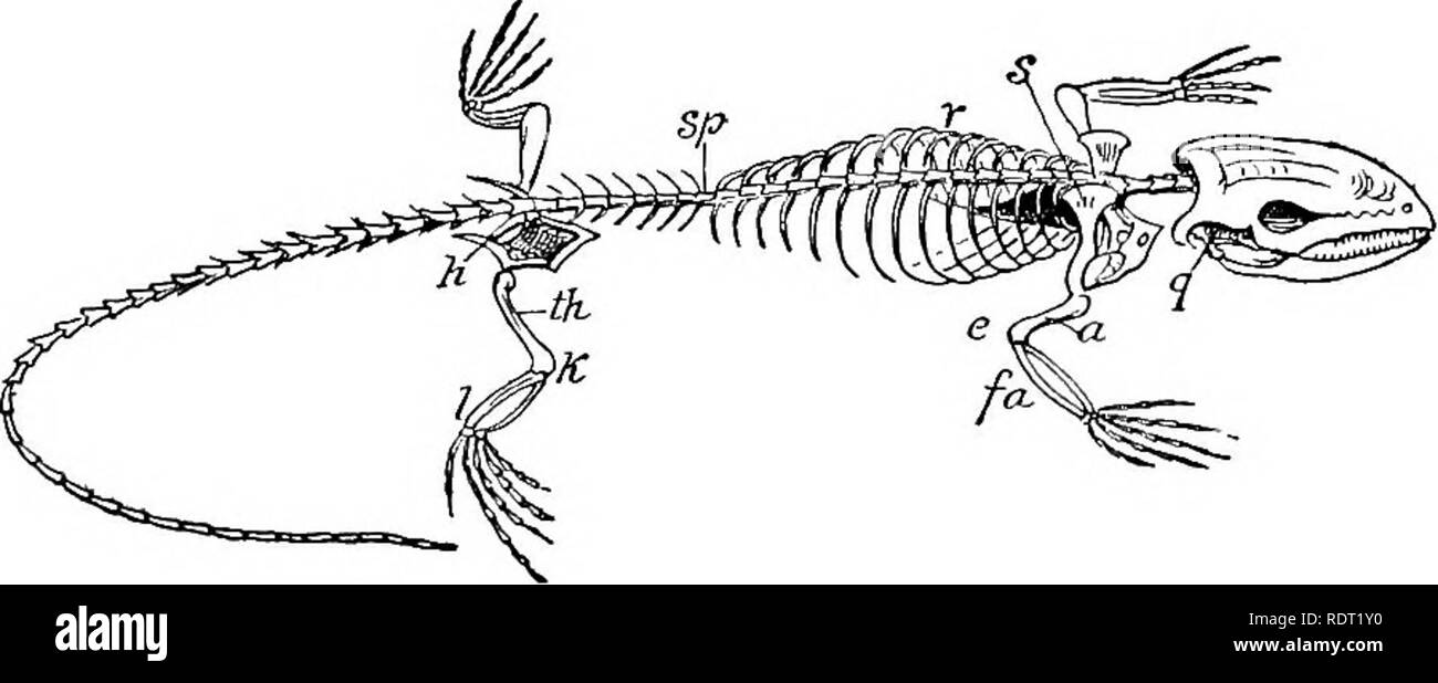 . Principi di zoo economica?logia. Zoologia, economico. LACERTILIA 243 ci sono molti nemici di serpenti. Spicca tra loro sono aquiloni, falchi, shrikes, e altri uccelli da preda, porci, e l'uomo. Famiglia Colu'bridae include tutti i nostri comuni serpenti innocui, come il serpente giarrettiera, " hoop serpente", acqua, snake serpente verde, il serpente nero o blu racer, soffiando viper, e altri. Essi sono tutti perfettamente innocuo, anche se fanno grandi pretese con il loro aspetto terrificante oi bluff come di cosa potrebbero fare se siete venuti troppo vicino. Famiglia Crotal'idae include il rattlesnake, copperhead e wate Foto Stock