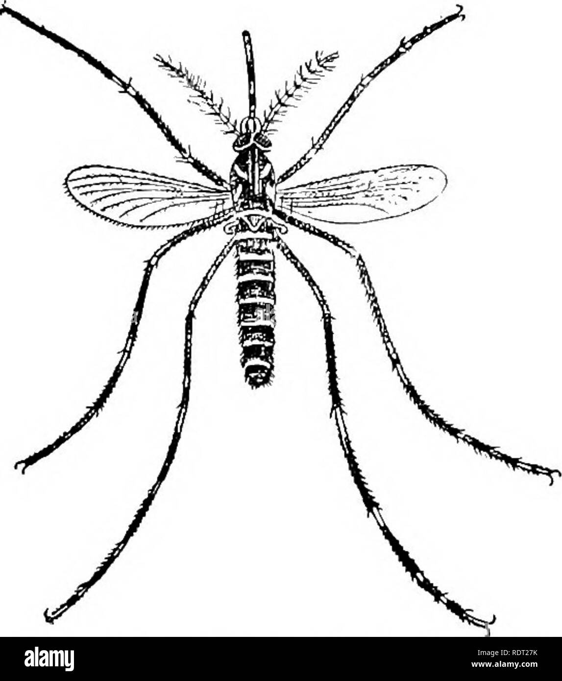 . Principi di zoo economica?logia. Zoologia, economico. Ditteri 157 questi germi a meno che non sia stato infettato con loro stessa. Stegom"scudo yia'ta (Fig. 127) è il giallo-febbre-specie portante, tanto temuta nei nostri Stati del sud. Essa è stata istituita mediante l'osservazione e l'ex- periment' che queste zanzare se hanno dei bit dieci persone colpite dalla malaria o febbre gialla, effettivamente portare queste malattie, anche quella Steg- scudo omyia'ta e Cu"lex fali'gans, var. skusii e Anoph'eles rossii trasportare talune forme di filariasi. Questi organismi appartengono al round worm o Nematoda (vedere p. 41) Foto Stock