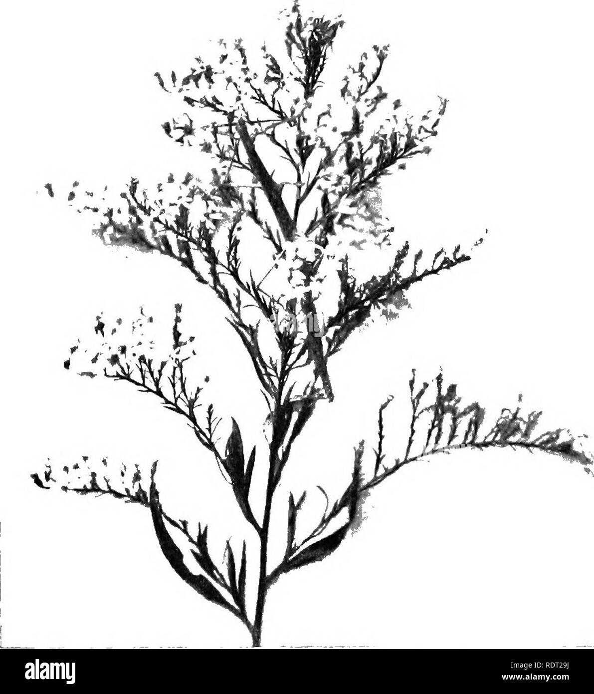 . Principi di economia¤zooÌ logia. Zoologia, economico. 136 RAMO ARTHROPODA scarafaggi può essere ottenuto di liberarsi da spolvero insetto fresco in polvere nelle fessure della dispensa e cucina con un po' di mano-soffietto. Il pregare mantids {Man'tidm) (Fig. 105) sono peculiari degli insetti che ottenere il loro nome dall'atteggiamento in cui essi guardano per la loro preda. Essi stare ferma con la testa sollevata dopo la lunga prothorax e parte frontale delle gambe incrociate di fronte al viso. Tali gambe anteriori sono spinoso e vengono utilizzati solo per il sequestro e mantenendo le loro prede. Le ali sono in genere a foglie- simili nel colore e nella tessitura e thi Foto Stock