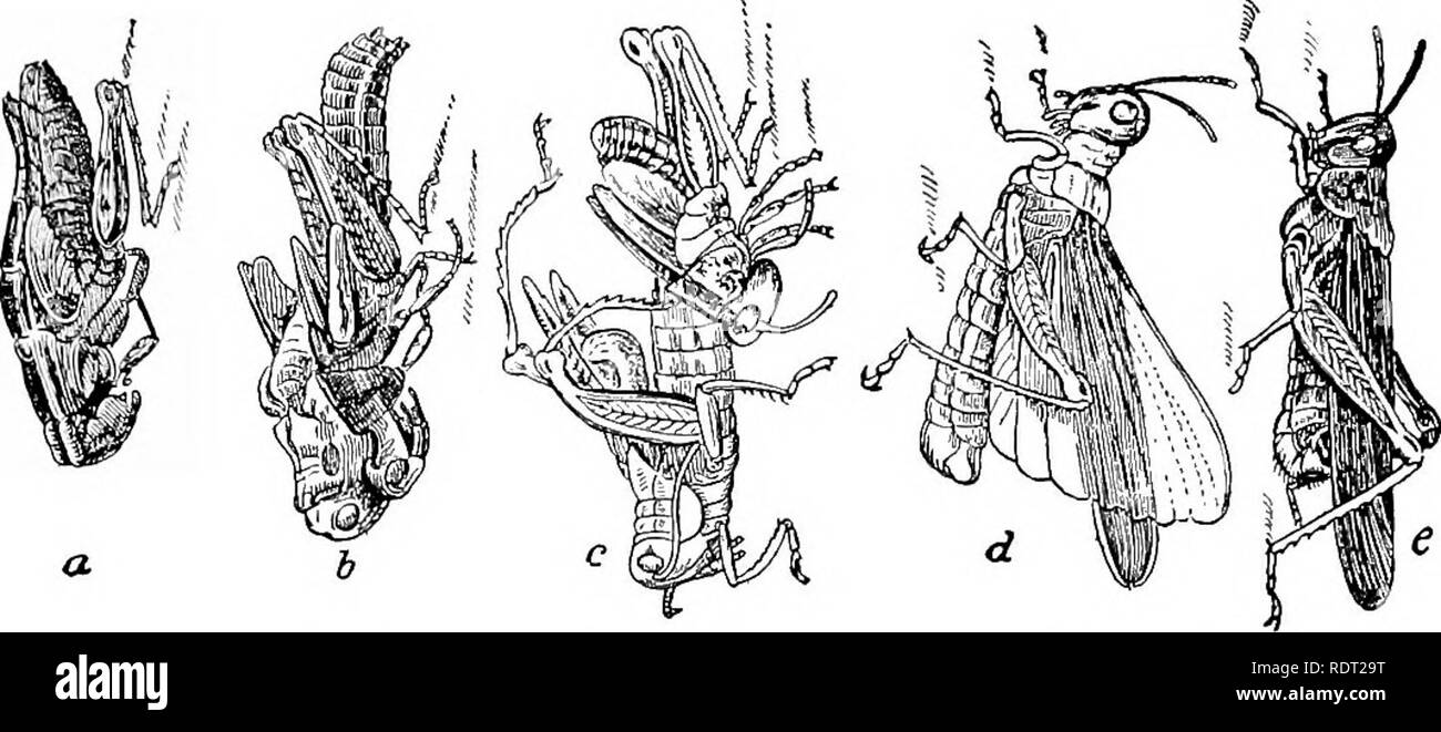 . Principi di zoo economica?logia. Zoologia, economico. Ortoterri 135 loro di sfuggire facilmente in crepe e fessure. Gli scarafaggi erano dominanti di insetti nel carbonifero volte. Ci sono quattro le specie comuni. Fig. 104.-Calopl'enus spre'tus. Processo di acquisizione di ali: un, Pupa con la pelle appena spht sul retro; 6, l imago estendentesi; c'imago quasi fuori; d'imago con ali esteso; e, l imago con tutte le parti perfetto, dimensione naturale. (Dopo Riley.). Si prega di notare che queste immagini vengono estratte dalla pagina sottoposta a scansione di immagini che possono essere state migliorate digitalmente per la leggibilità - la colorazione di un Foto Stock