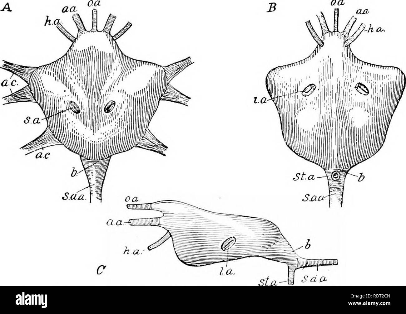 . Principi di zoo economica?logia. Zoologia, economico. Crostacei 97 bagna i tessuti, poi passa nella parte più grande mediano sinusale ventrale sotto il torace e addome, dal quale è condotto per le branchie. Dopo essere stato trasportato all'gill filamenti, dove esso viene aerata, è ritornato al cuore attraverso il seno pericardica. Il sangue entra nel cuore, o nave dorsale, attraverso tre coppie di aperture, uno su ciascun lato una coppia sulla parte superiore e un altro paio di seguito. Valvole impedire al sangue di tornare attraverso queste aperture.. Fig. 71.-Astacus fluvialilis. Il cuore (x 4). Un dal di sopra; B, F Foto Stock