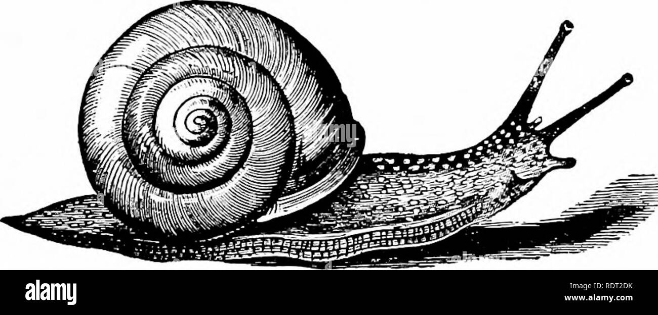 . Principi di zoo economica?logia. Zoologia, economico. GASTEROPODA 81 il suo guscio parzialmente esposta. Lungo la costa atlantica le persone utilizzano la Mya o ve7ius per loro " clam-cuoce." Molte centinaia di bushel ogni anno vengono utilizzati per questo scopo. Il rasoio-guscio vongole hanno simili abitudini. Essi sono nascosti in fori verticali in sabbia con l'estremità posteriore del guscio rivolta verso l'alto. Essi hanno una potente club-piede sagomato e può scavare così rapidamente che a meno che uno non si avvicina molto cautamente essi sfuggire dalla vista. Essi sembrano essere sensibili alla luce e al " jar " realizzata accostando footst Foto Stock
