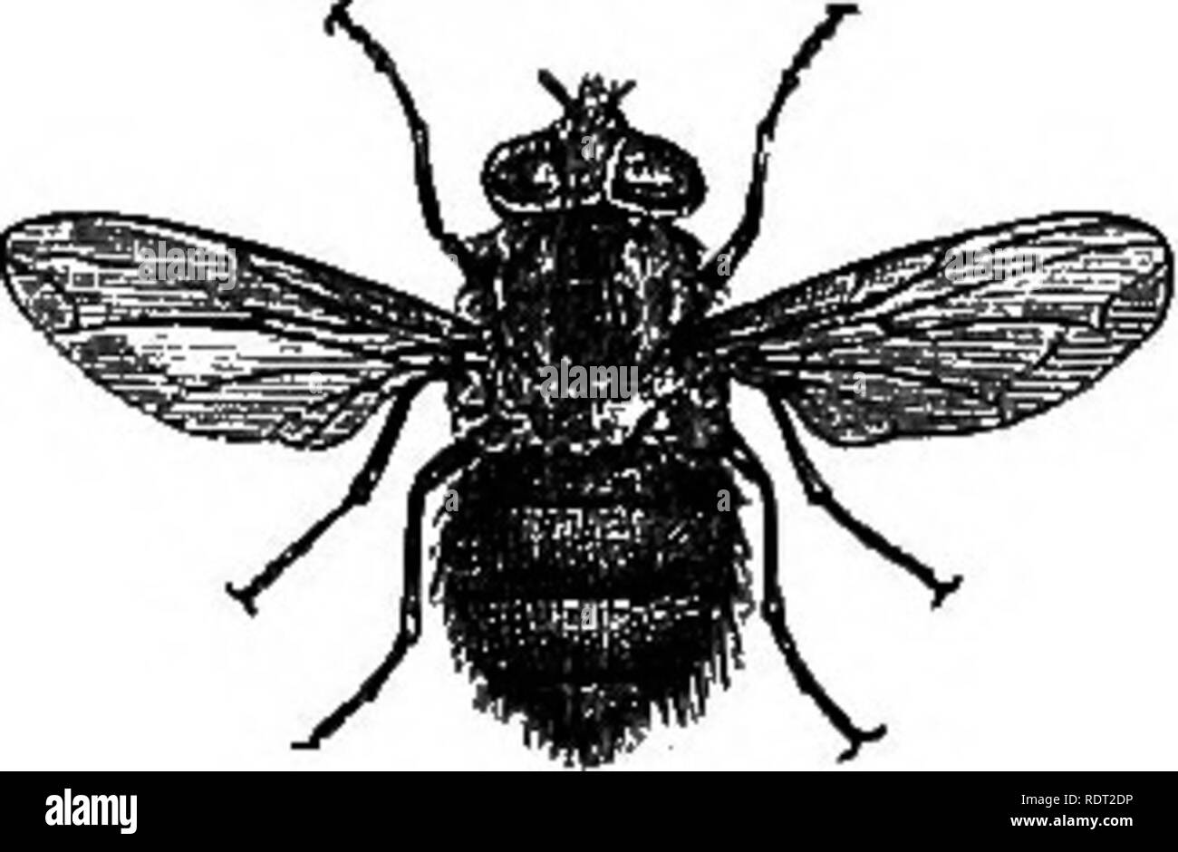 . Una dissertazione su alcuni degli insetti dannosi per la vegetazione . Pesti di insetto. 614 DIPTERA. dato esecuzione e furioso da loro come diventare interamente ungov- ernable nel cablaggio. Il nome di questo tipo di volo è Stomoxys M , 270 calcitrans (Fig. 270) ; la prima parola, significando forte a bocca di lupo e la seconda calciata, dato per il fly dall' effetto che produce su cavalli. Depone le uova in sterco, dove i suoi giovani sono schiuse, e passano attraverso le loro trasformazioni. Le larve e le pupe non differiscono molto nell'aspetto da quelli di comune. casa-mosche. I prossimi tre mosche hanno setole sfumato sulla loro una Foto Stock