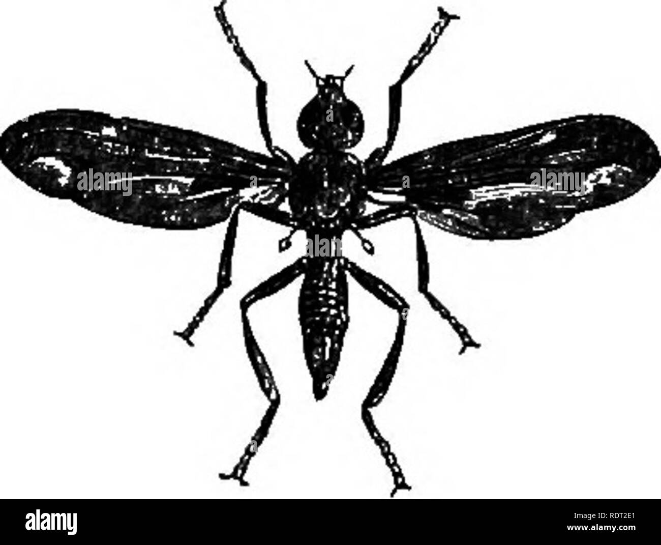 . Una dissertazione su alcuni degli insetti dannosi per la vegetazione . Pesti di insetto. 610 DIPTEEA. gli occhi, e quest'ultimo spotted con bianco giallastro. Le gambe sono ocra-giallo, tranne i tarsi e piedi della prima coppia, che sono di colore nero. La sua attrezzatura-268- -u J 1 *i. Misure del corpo quasi tre quar- ter di un pollice di lunghezza. Il mio Sphecomyia undata (Fig. 268) ha la forma slanciata di un Sphex o fango-wasp. Esso è di una luce di colore marrone, più scuro sul retro e sul medio delle cosce e codoli; la sua testa è conica e porta l'antenna? Sulla punta del cono; le sue ali sono marrone sulla parte esterna, wit Foto Stock