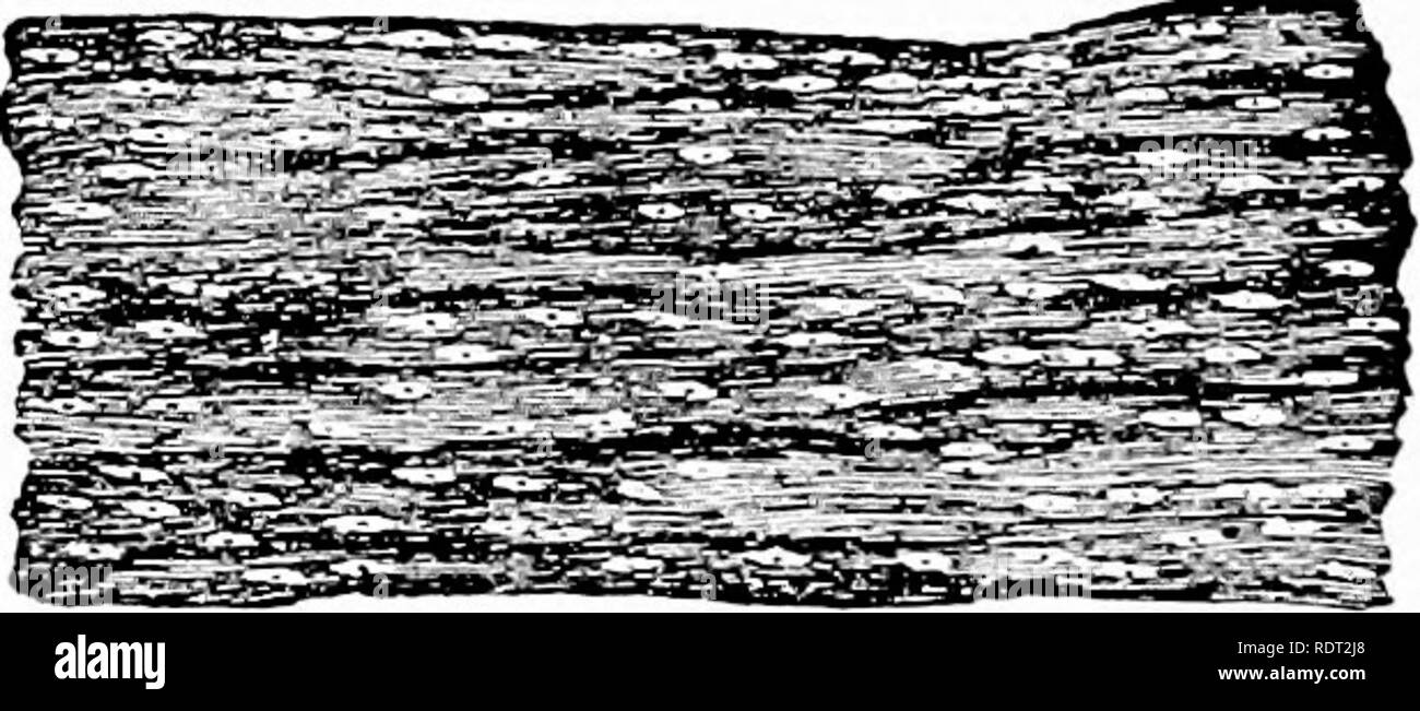 . Principi di zoo economica?logia. Zoologia, Economico. e"?^.-l Fig. 32.-larve di Trichinella spiralis in mus- cle, non ancora encysted; ampliato. (Leuckart.) Fig. 31.-Trichinella spiralis. Femmina adulta, che mostra gli embrioni, emb. in utero; ffp., genitali open- ing attraverso cui gli embrioni vengono scaricate; ampliato. (Leuckart.). Fig. 33.-pezzo di carne di maiale che mostra di larve di Trichinella spiralis encysted nel muscolo- fibre; dimensione naturale. (Ostertag.). Si prega di notare che queste immagini vengono estratte dalla pagina sottoposta a scansione di immagini che possono essere state migliorate digitalmente per la leggibilità - Colorazione e aspetto di th Foto Stock