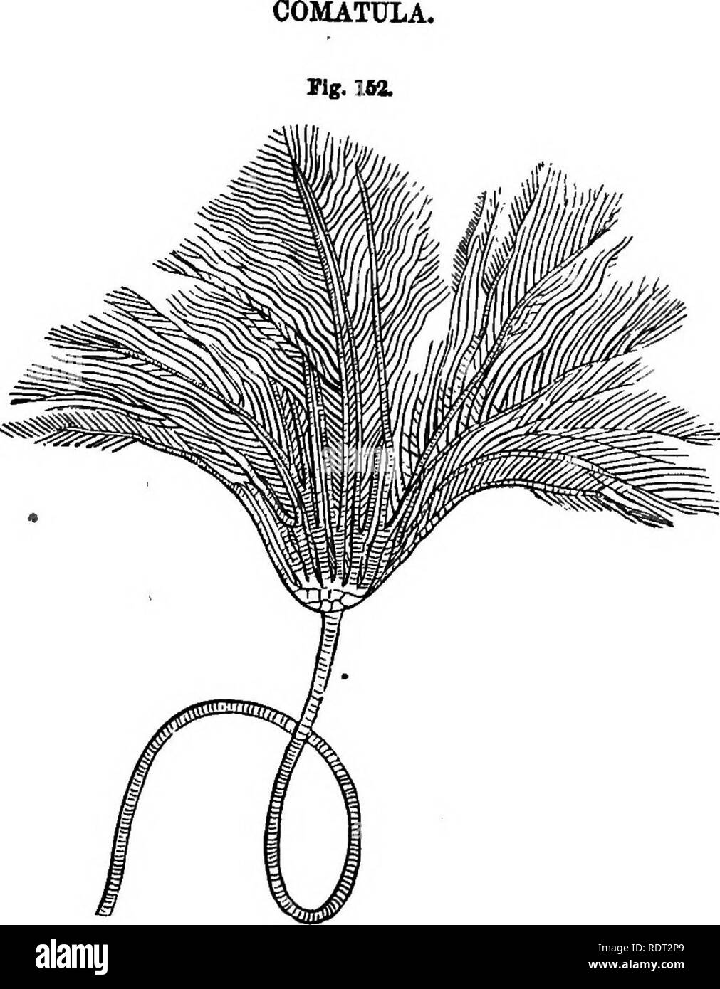 . Studi sul mare della storia naturale. Animali marini. 121 i recenti periodi che troviamo la libera Crinoidi, corrispondente all'Comatola. Comaiula. {Alecto meridionalis Ag.) una specie di grandi dimensioni di Comatula (Alecto Mchrichtu M. &AMP; T;) è noto sulla nostra costa, lungo le coste della Groenlandia, dove è stato dragati ad una profondità di circa centocinquanta braccia e giovani esemplari della stessa specie sono state trovate come estremo sud come Eastport, Maine. Le specie selezionate per la rappresentazione qui, tuttavia, (Fig. 153) è uno abbastanza abxmdant lungo le rive della Carolina del Sud. È intro- duced inste Foto Stock