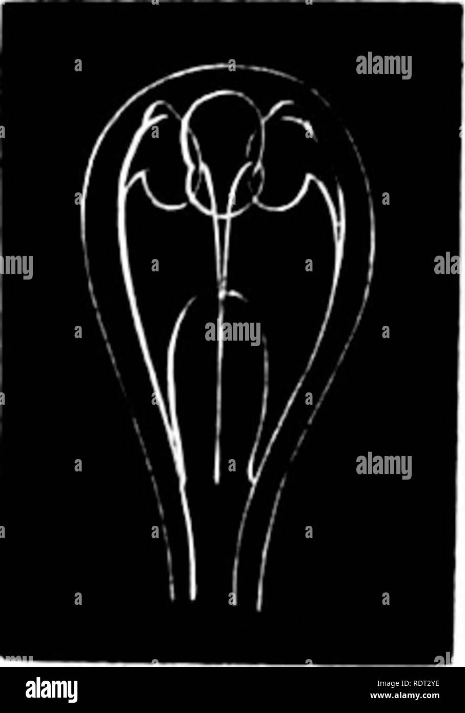 . Studi sul mare della storia naturale. Animali marini. BOUGAINVILLIA. 71 che questa Medusa si pone è rappresentato in Fig. 93. Ci vediamo il piccolo Jelly-pesci in diversi gradi di sviluppo sulla Fig. 94. PiK. 95.. Si prega di notare che queste immagini vengono estratte dalla pagina sottoposta a scansione di immagini che possono essere state migliorate digitalmente per la leggibilità - Colorazione e aspetto di queste illustrazioni potrebbero non perfettamente assomigliano al lavoro originale. Agassiz, Elizabeth Cabot Cary, 1822-1907; Agassiz, Alexander, 1835-1910, coautore. Boston, J. R. Osgood e azienda Foto Stock